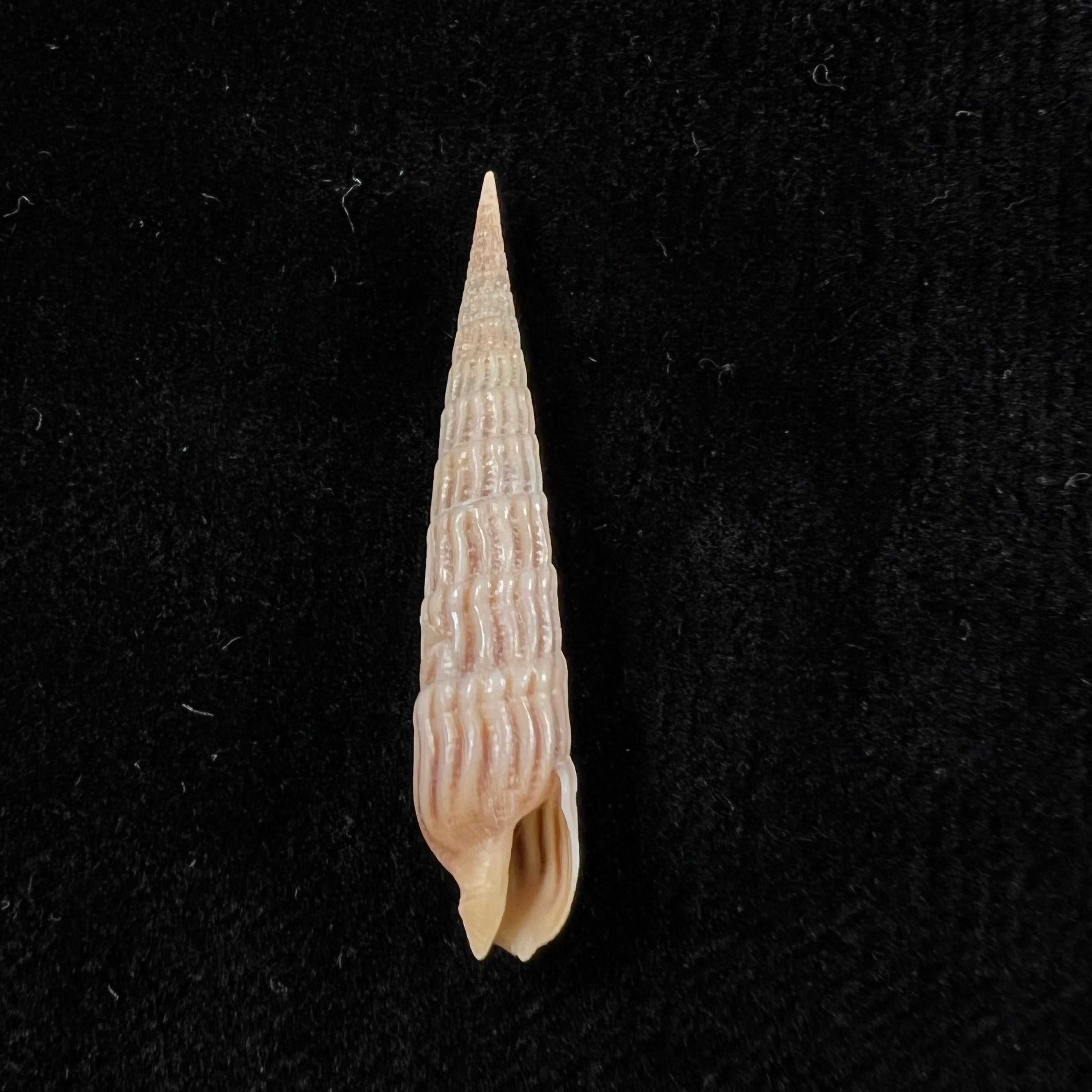 Myurellopsis parkinsoni (Cernohorsky & Bratcher, 1976) - 38,7毫米