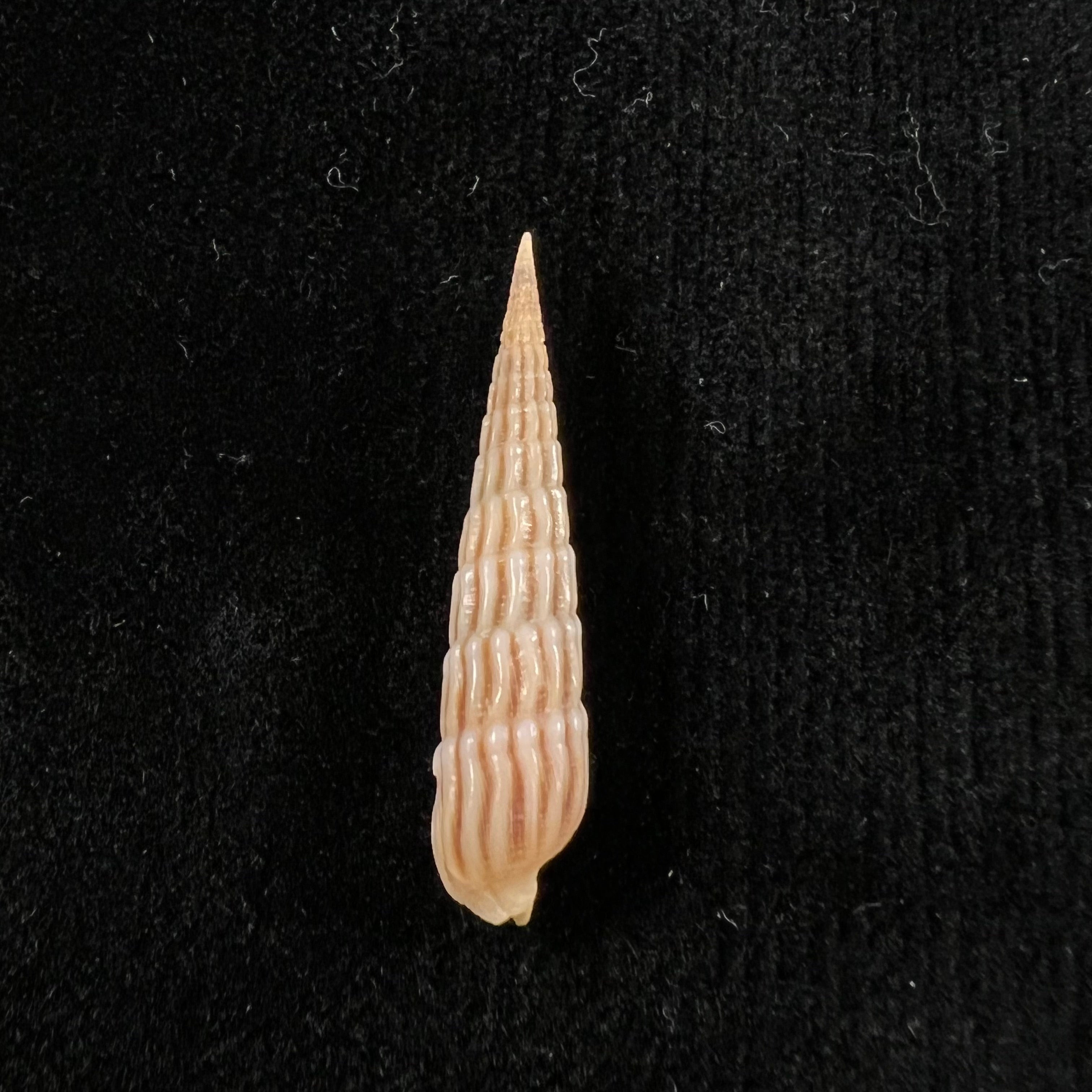Myurellopsis parkinsoni (Cernohorsky & Bratcher, 1976) - 34,1毫米