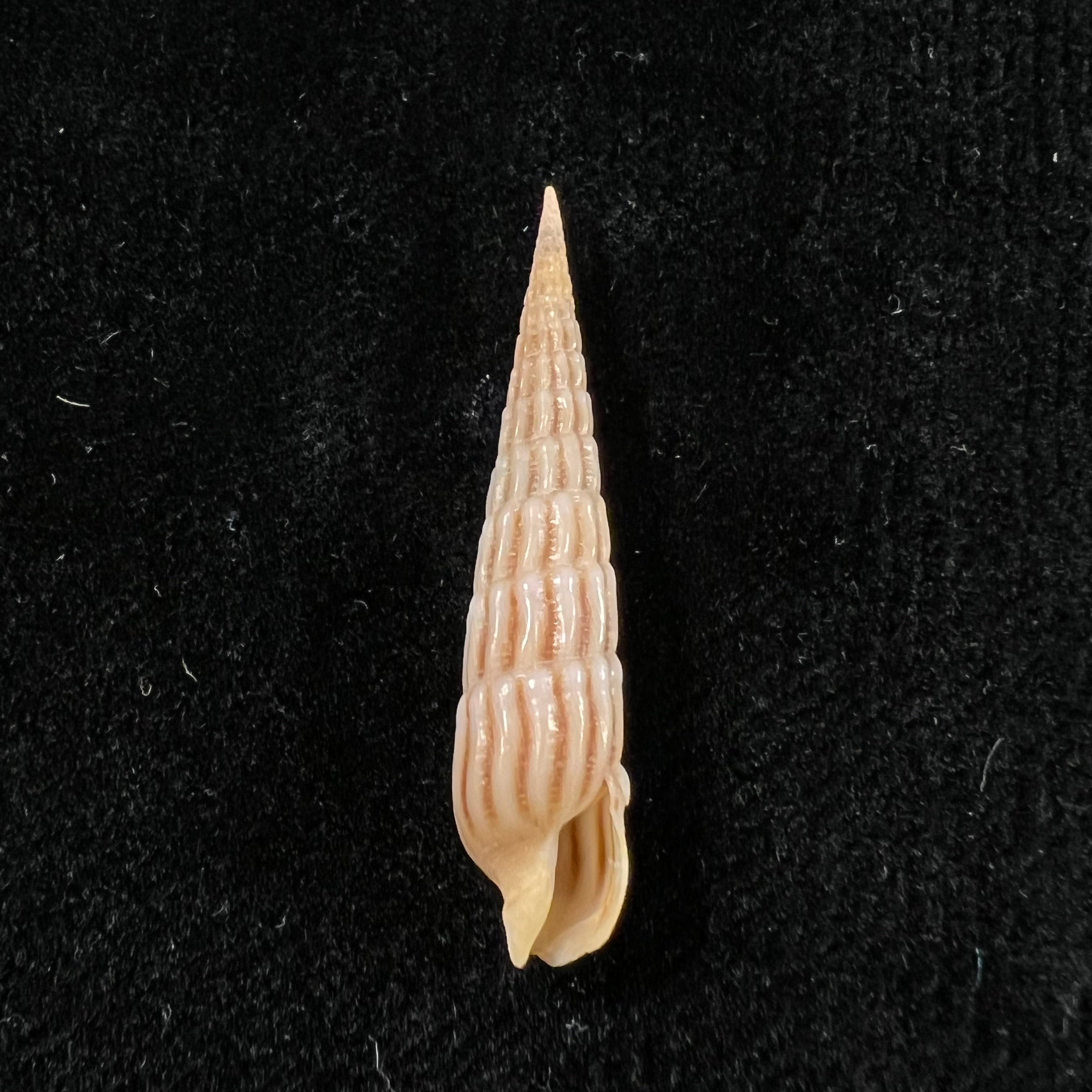 Myurellopsis parkinsoni (Cernohorsky & Bratcher, 1976) - 34,1毫米