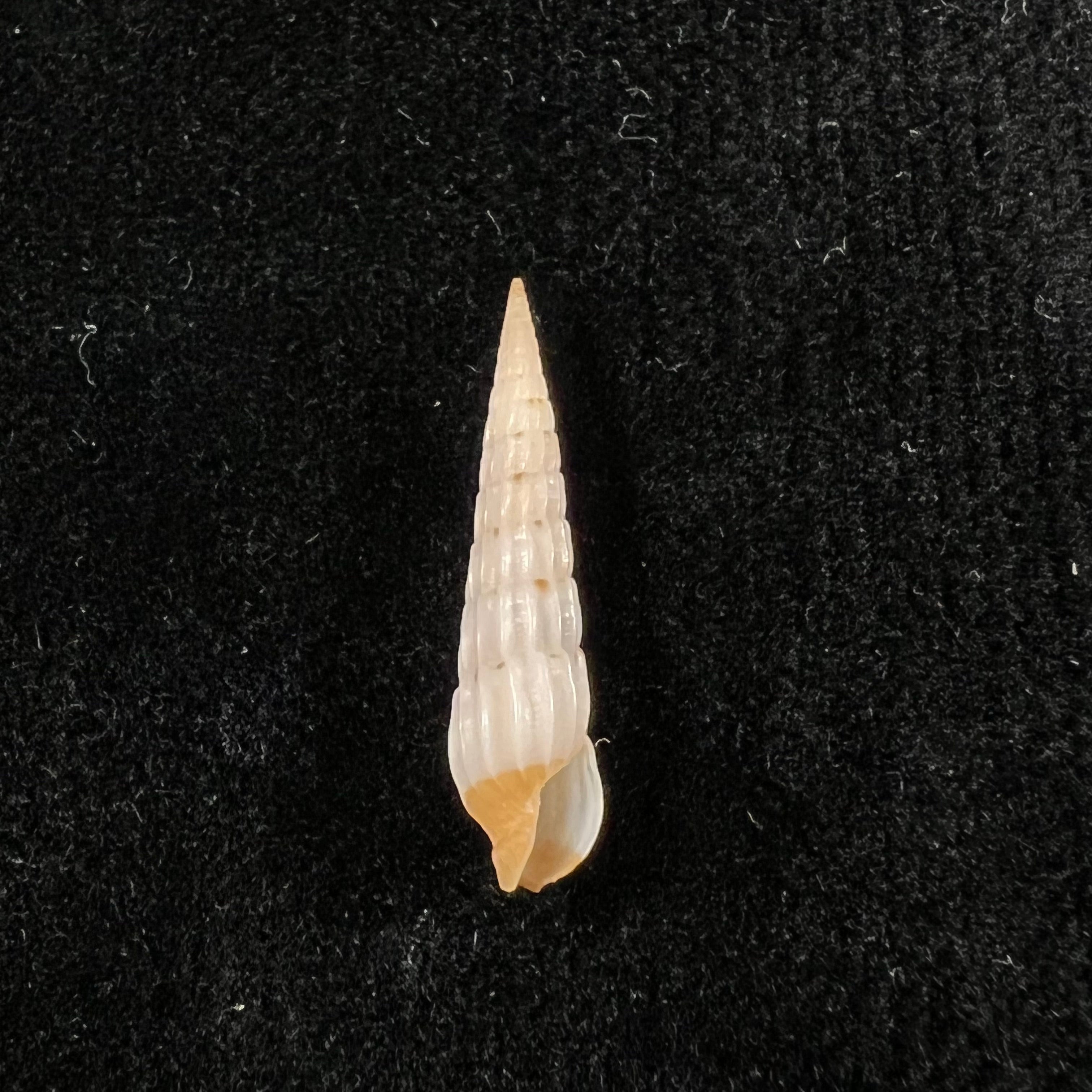 Myurella burchi(Bratcher & Cernohorsky, 1982)- 24,8毫米