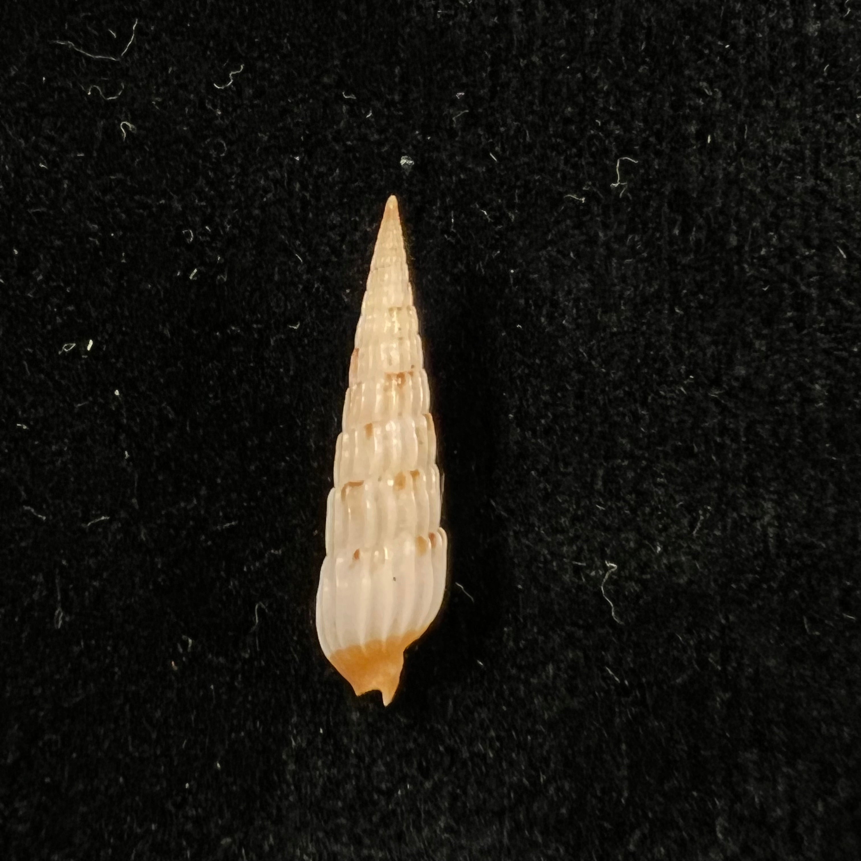 Myurella burchi(Bratcher & Cernohorsky, 1982)- 24,8毫米