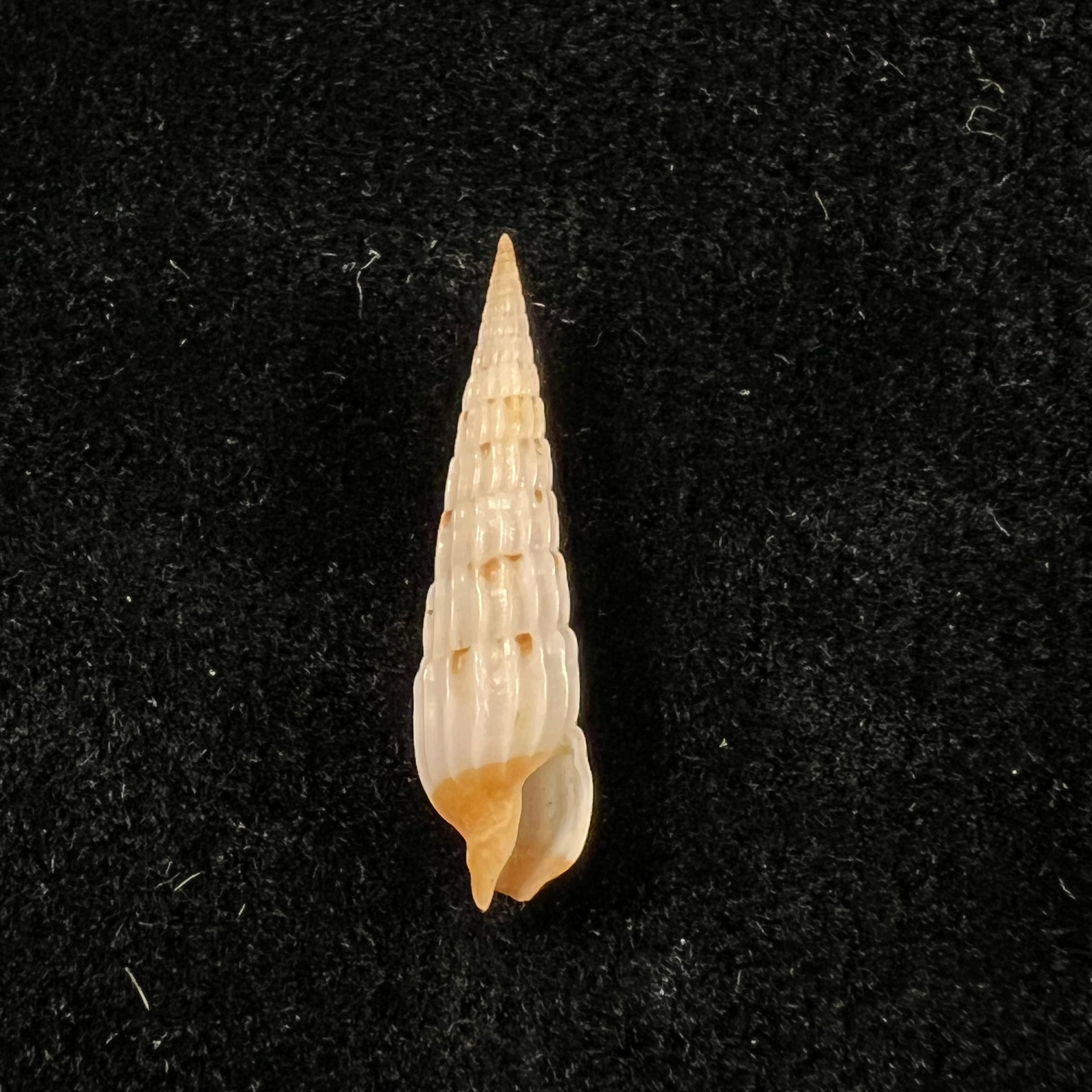 Myurella burchi(Bratcher & Cernohorsky, 1982)- 24,8毫米