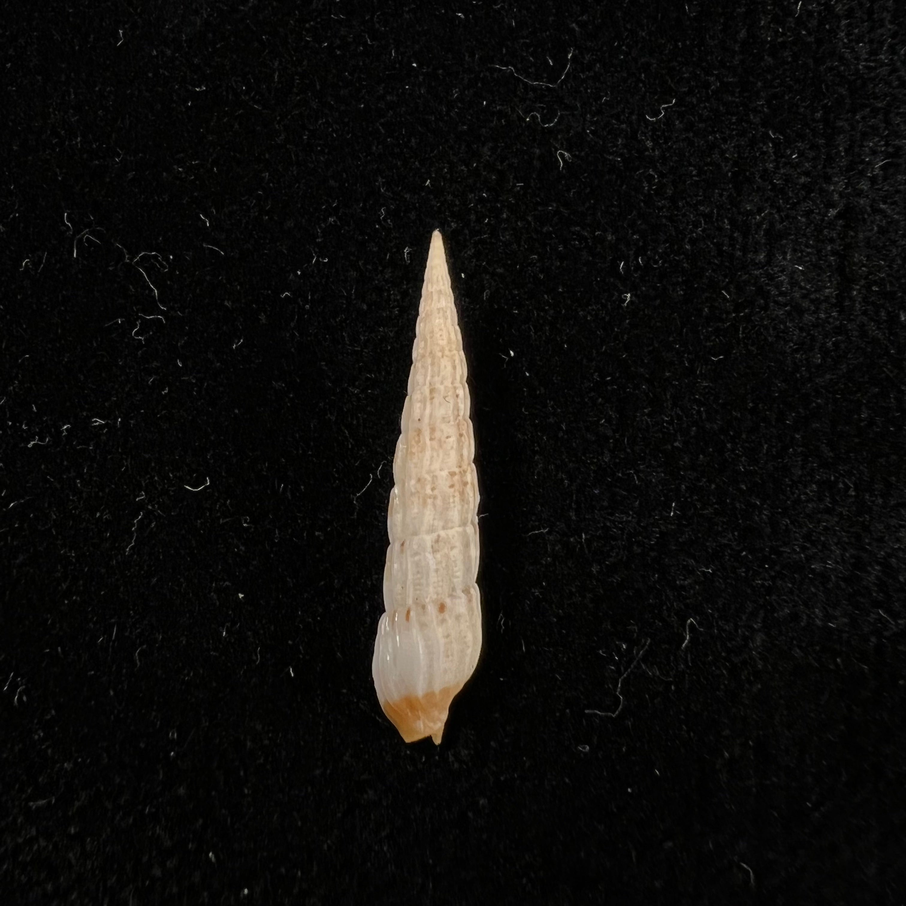 Myurella burchi(Bratcher & Cernohorsky, 1982)- 26,3毫米