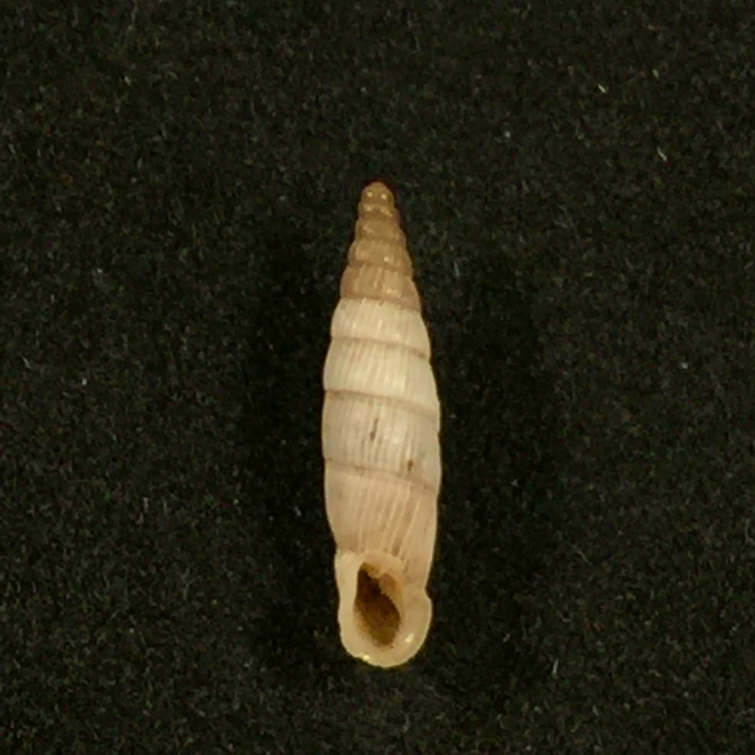 Albinaria senilis leucadia (Westerlund, 1901) - 13mm