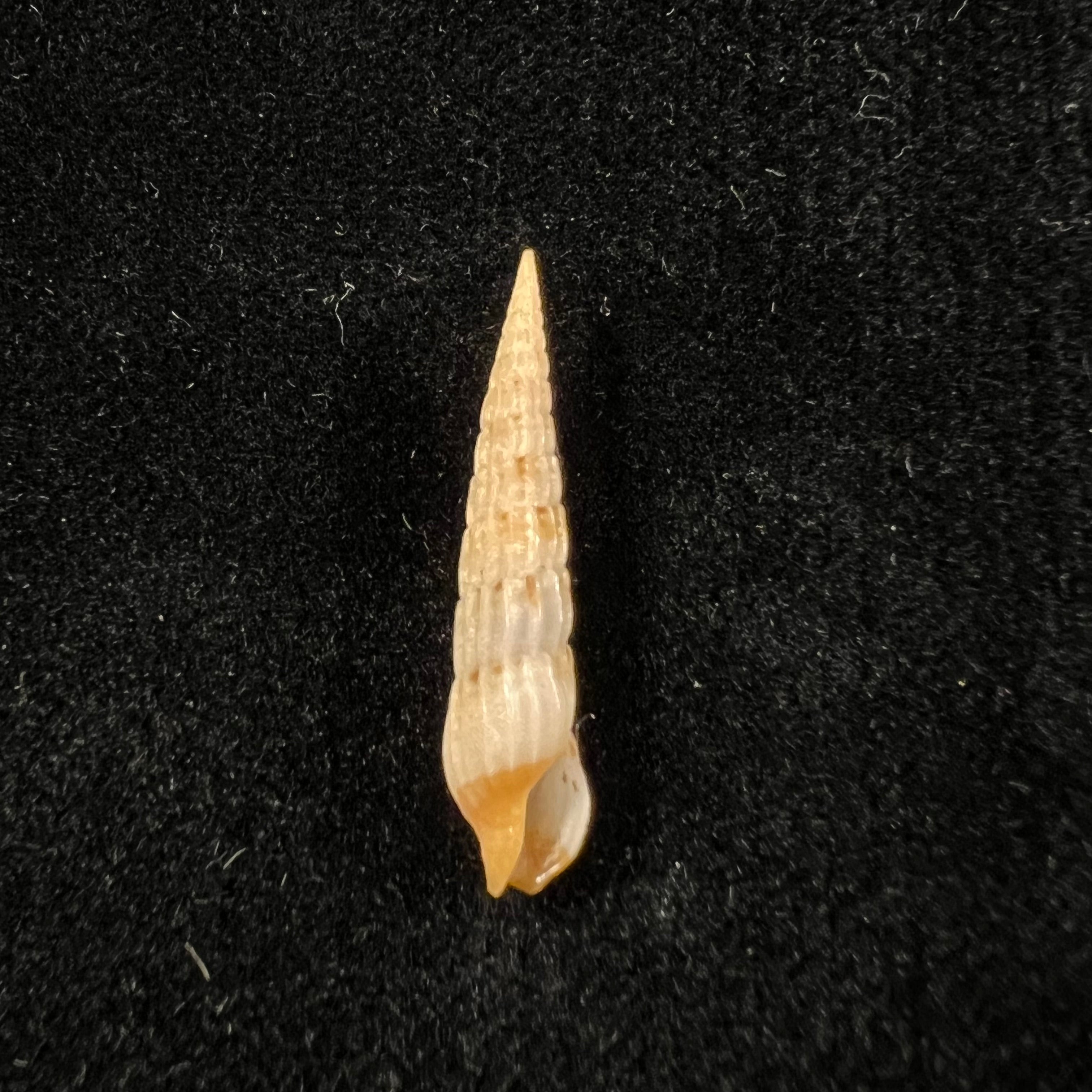 Myurella burchi(Bratcher & Cernohorsky, 1982)- 26,3毫米