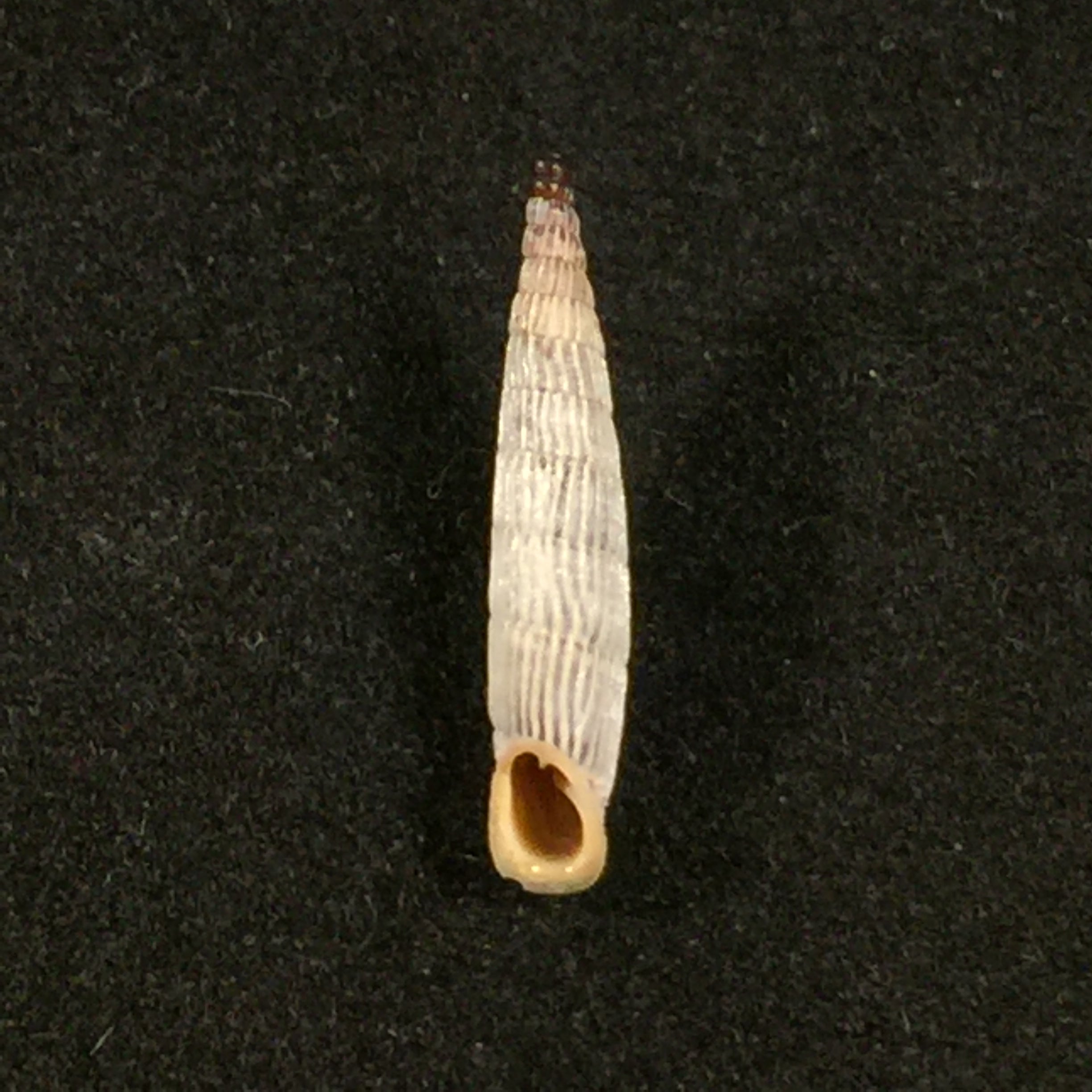 Albinaria teres extensa (L. Pfeiffer, 1864) - 17,4mm