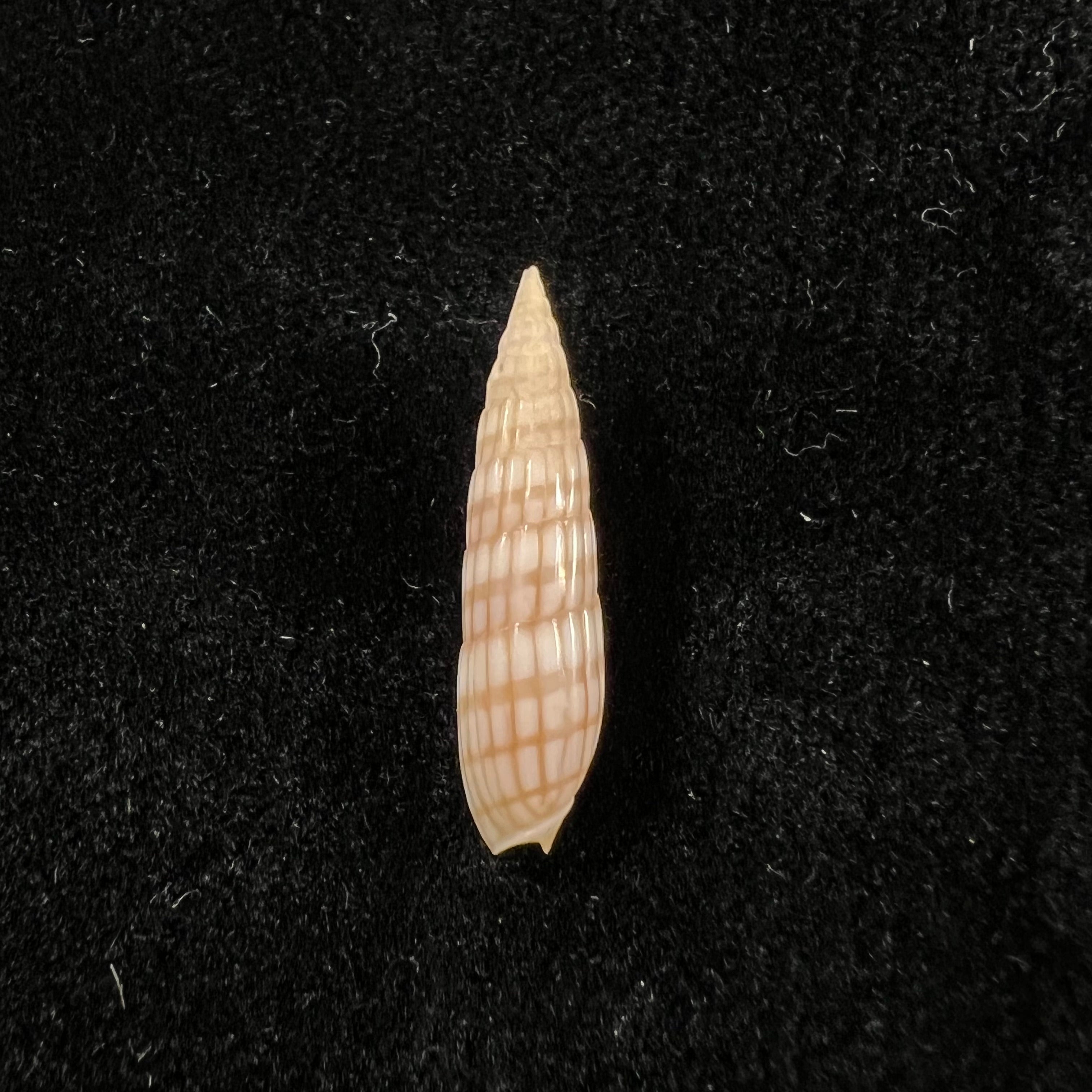 Hastula Solida (Deshayes, 1857) - 22,3mm