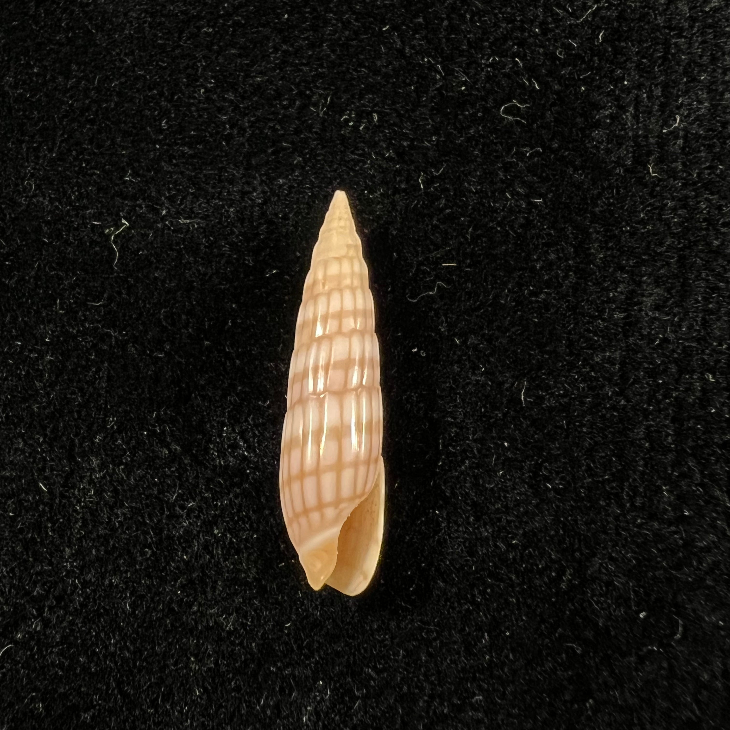 Hastula Solida (Deshayes, 1857) - 22,3mm