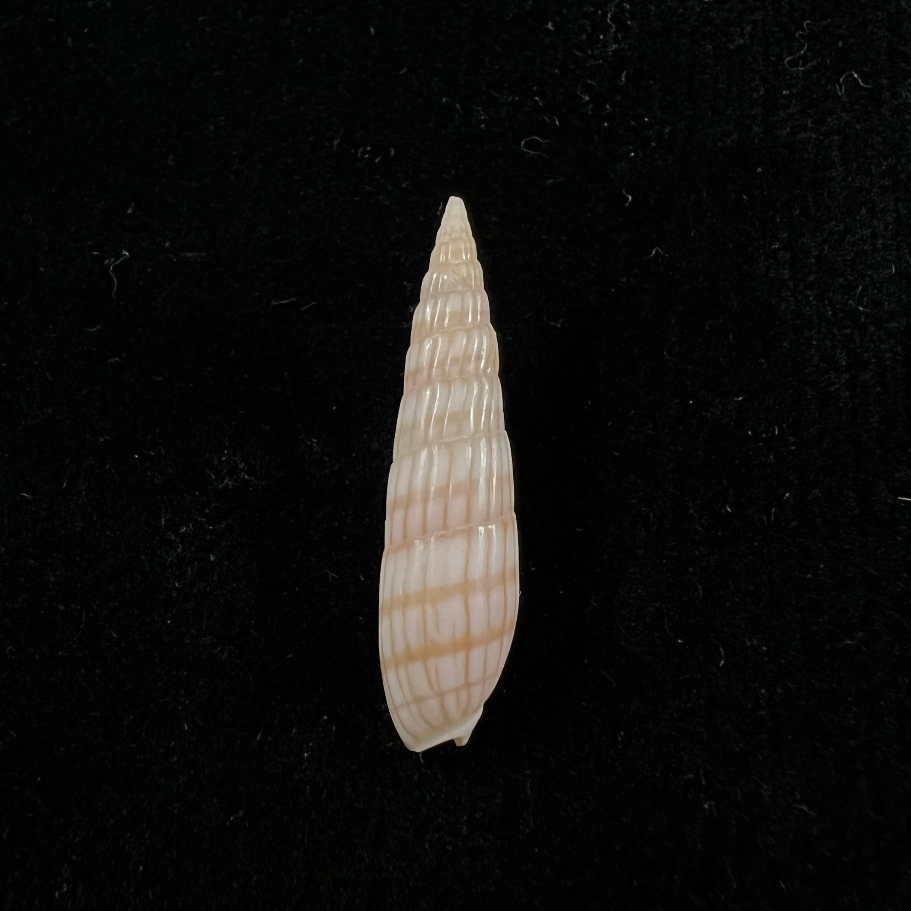 Hastula Solida (Deshayes, 1857) - 26,9mm