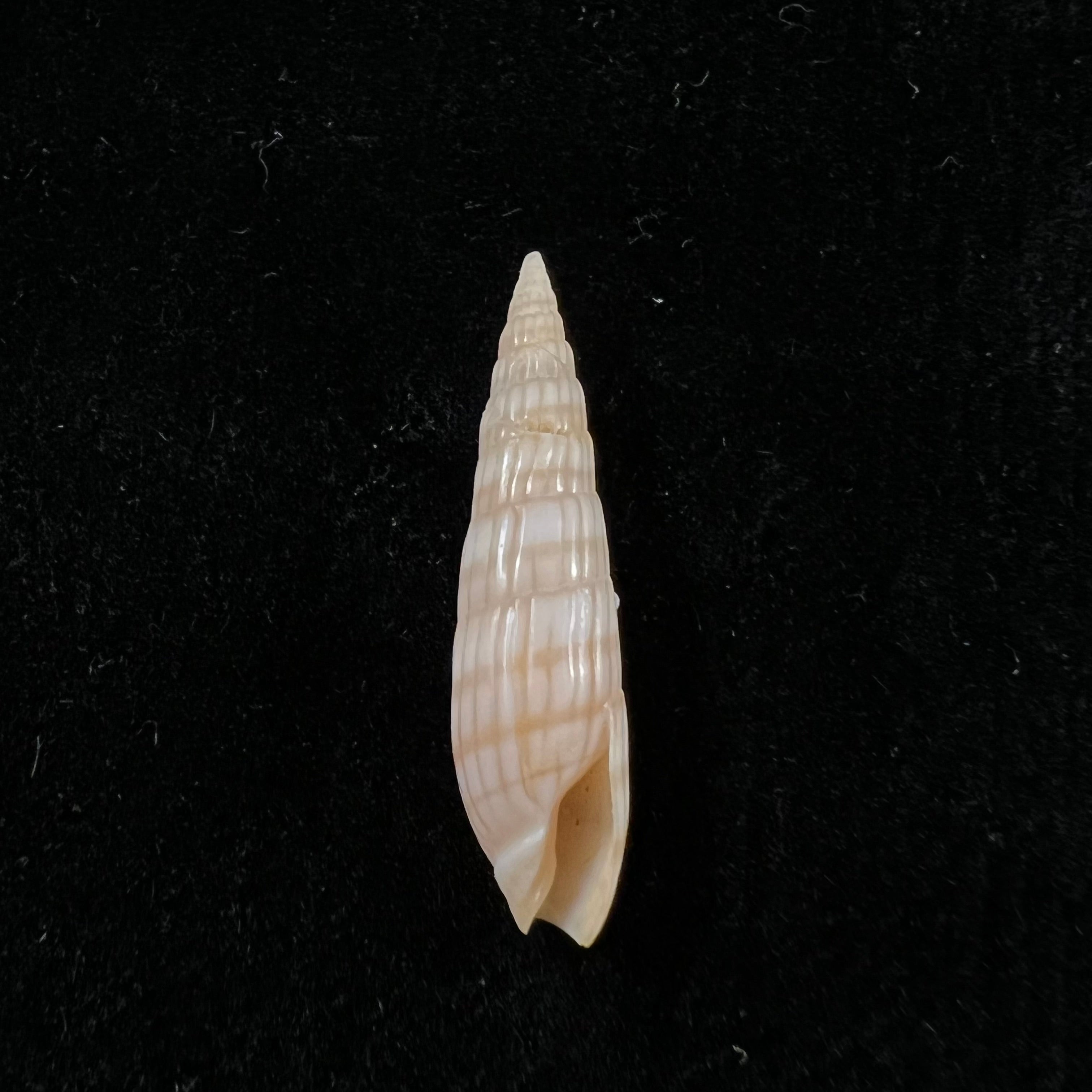Hastula Solida (Deshayes, 1857) - 26,9mm