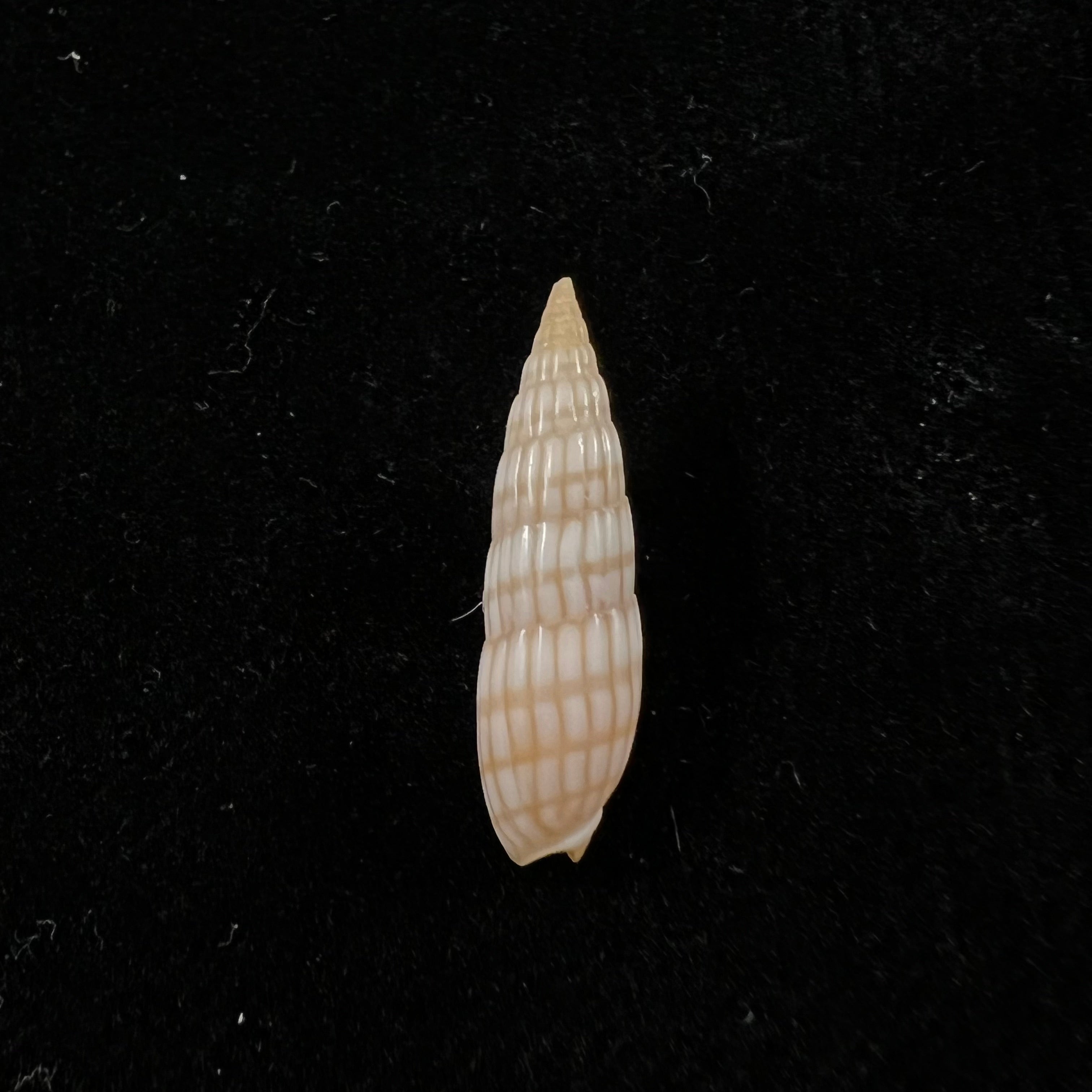 Hastula Solida (Deshayes, 1857) - 21,9mm