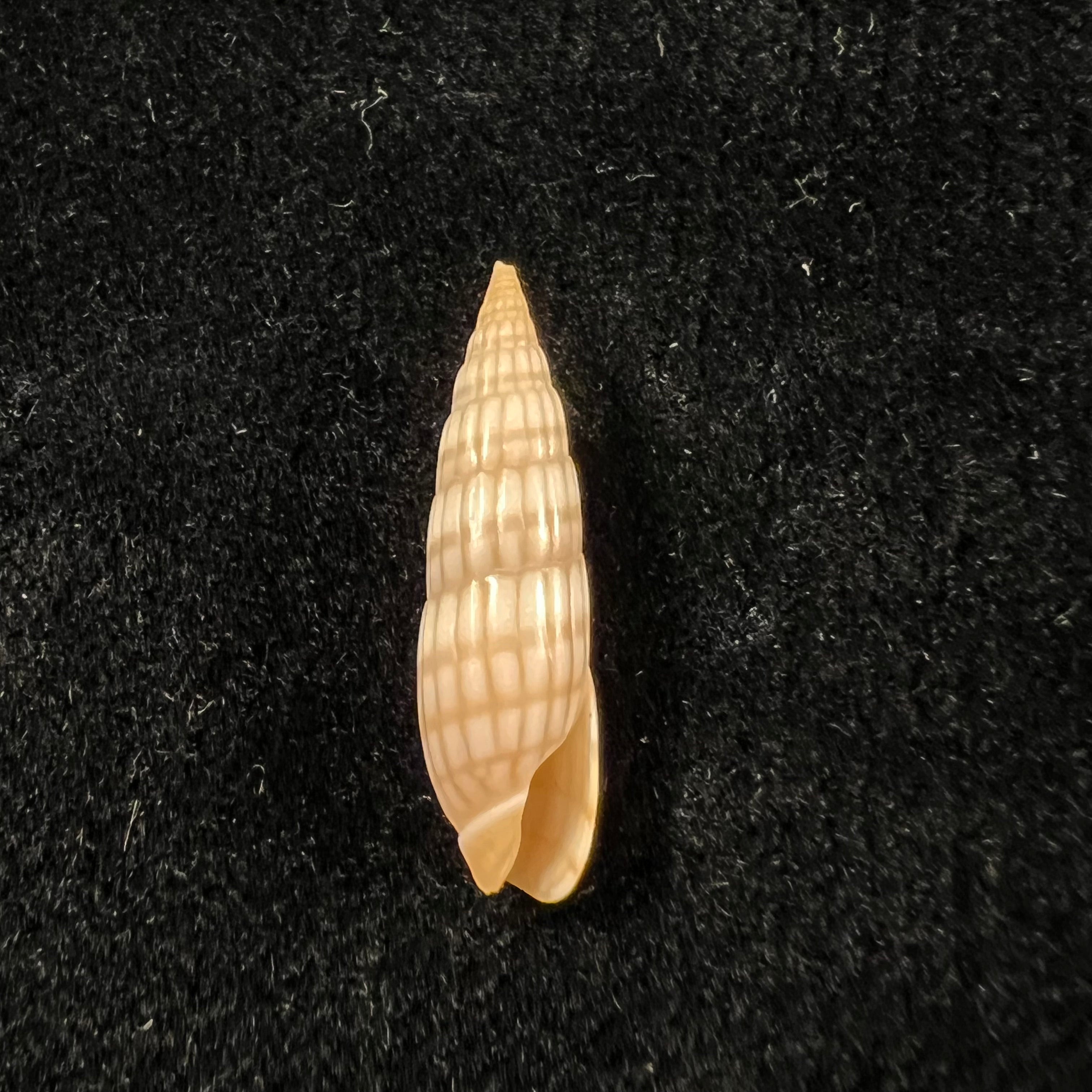 Hastula Solida (Deshayes, 1857) - 21,9mm