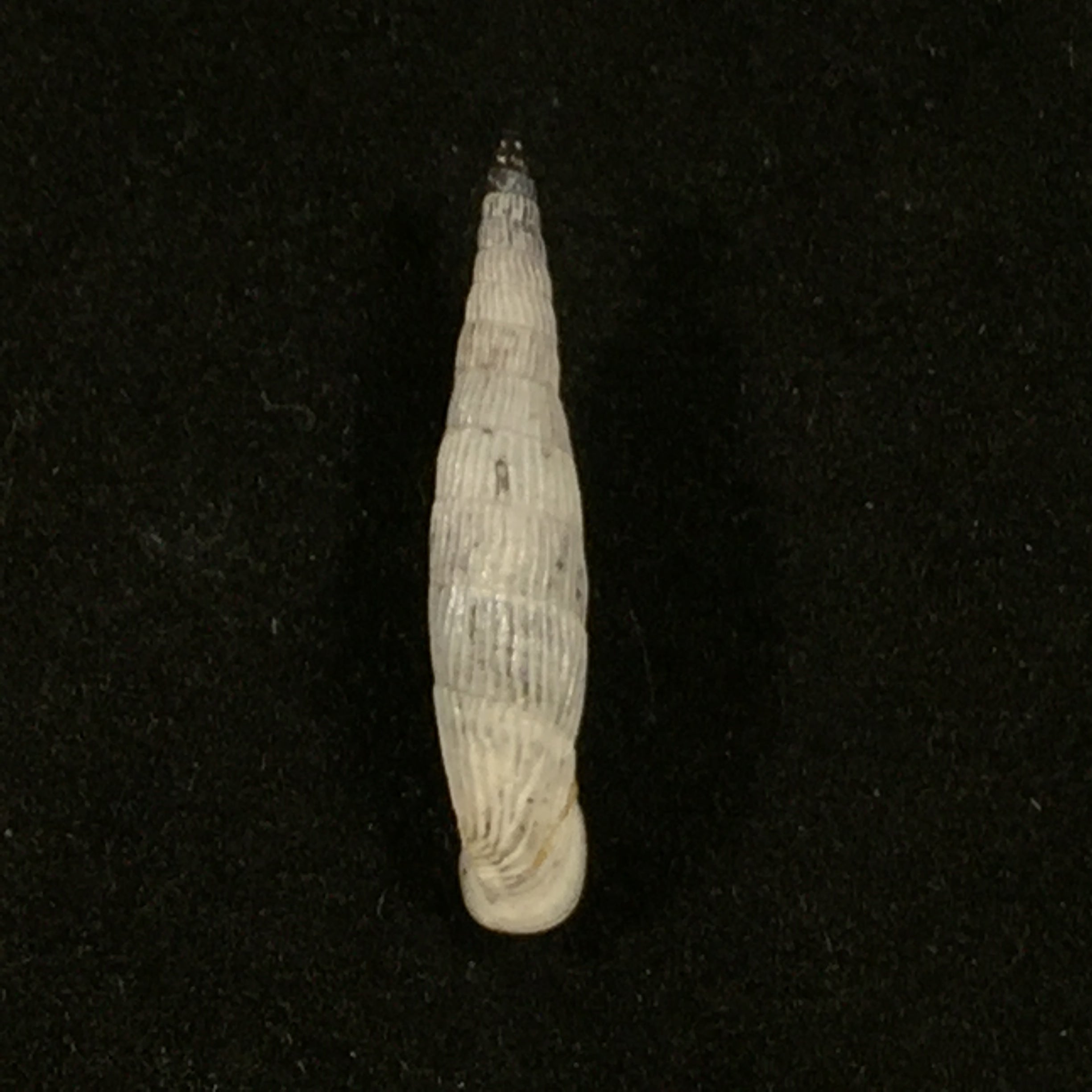 Albinaria teres Nordsiecki Zilch, 1977 - 22,6mm