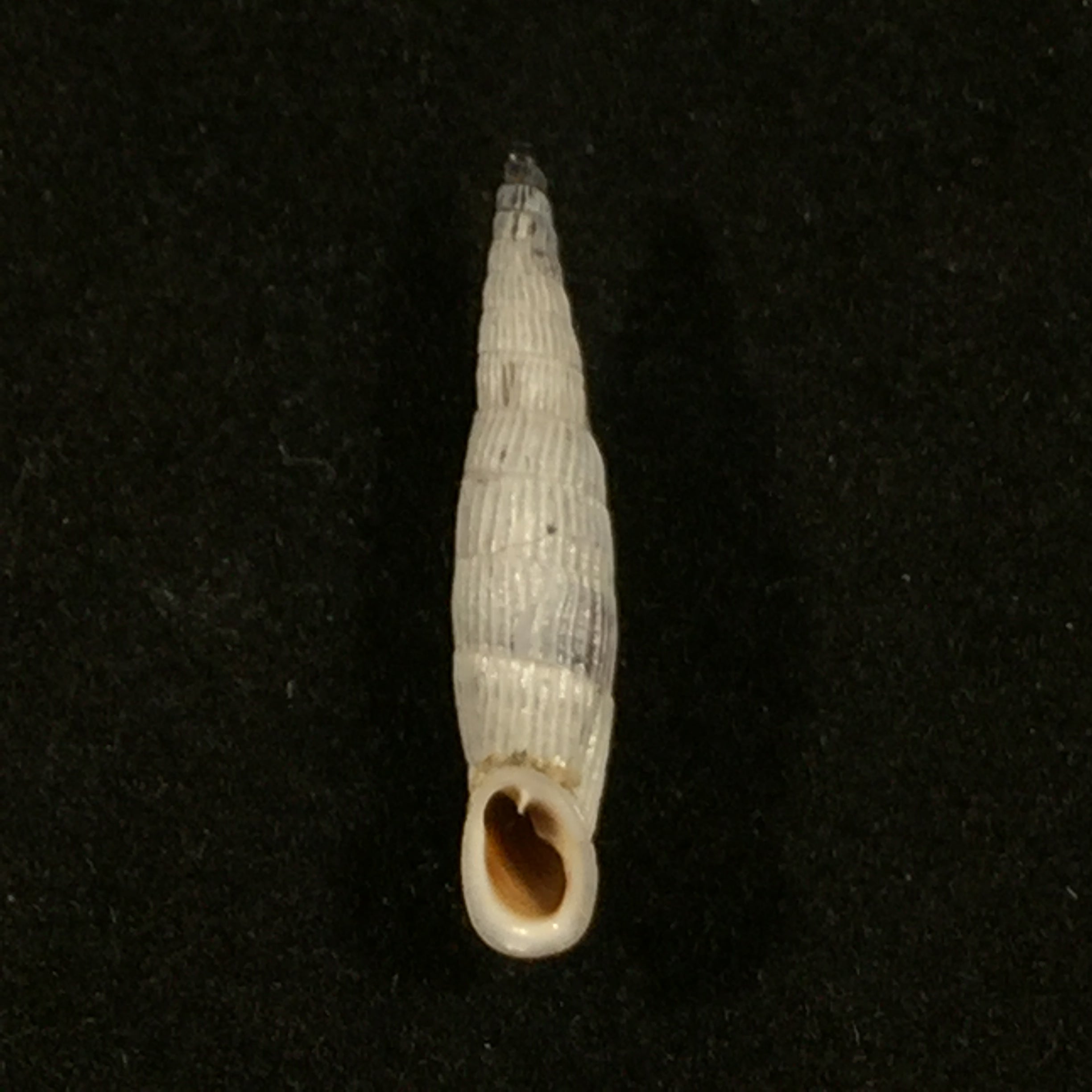 Albinaria teres Nordsiecki Zilch, 1977 - 22,6mm