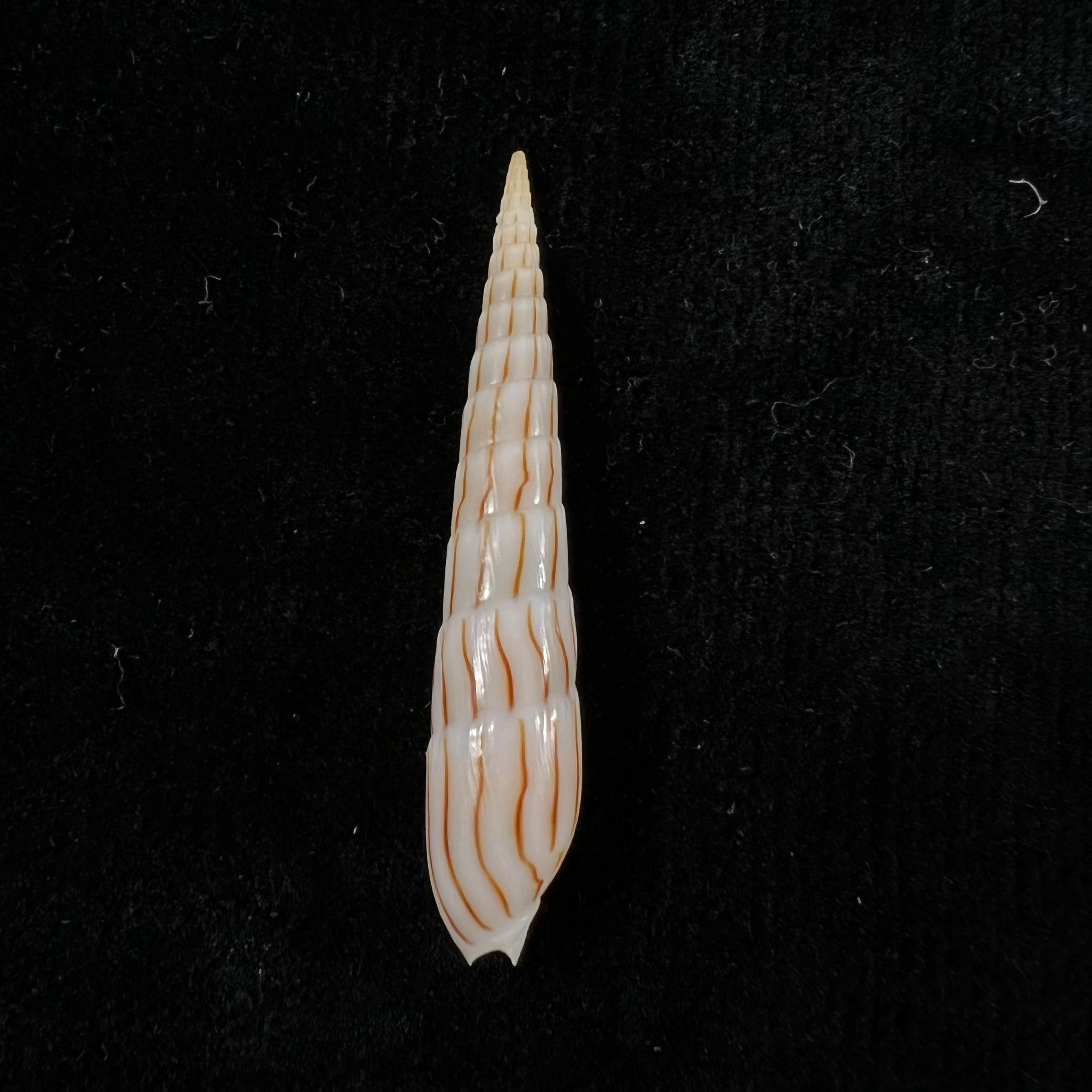 Hastula lanceata (林奈, 1758) - 47,3mm
