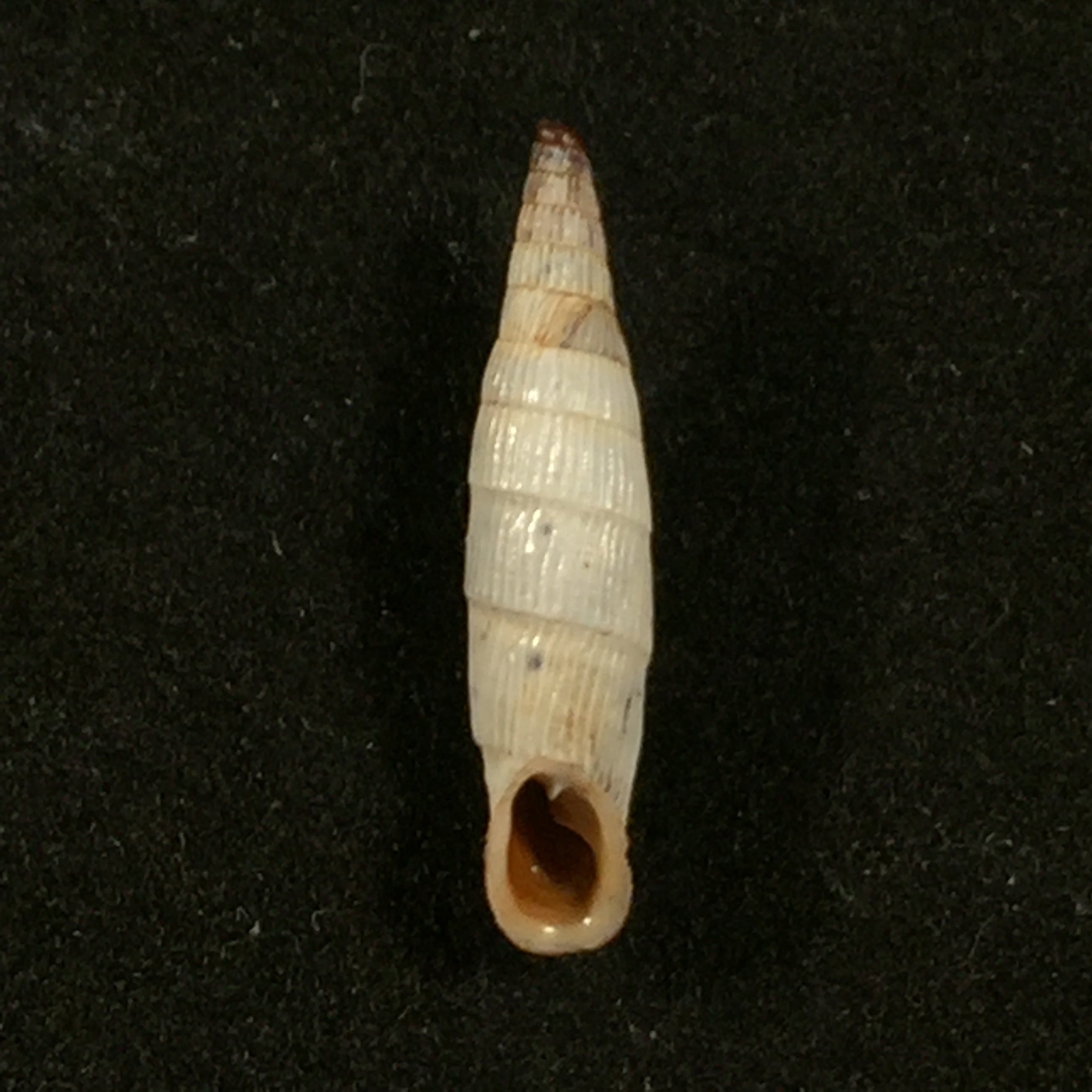 Albinaria teres vermiculata (O. Boettger, 1883) - 19,7mm