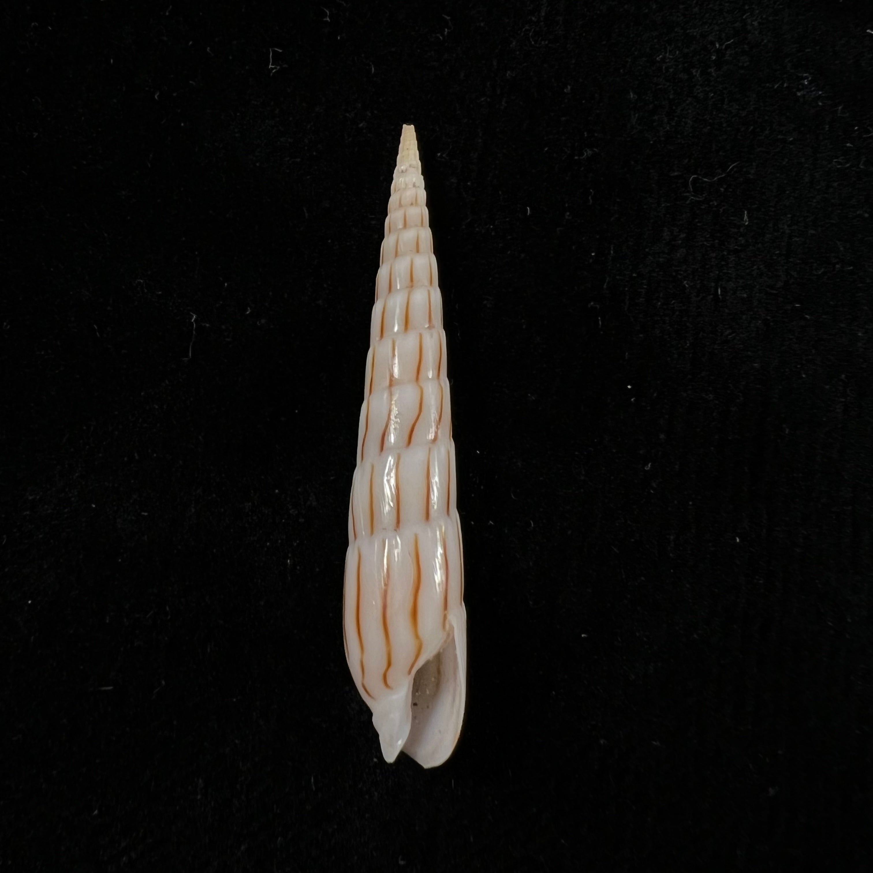 Hastula lanceata (林奈, 1758) - 47,3mm