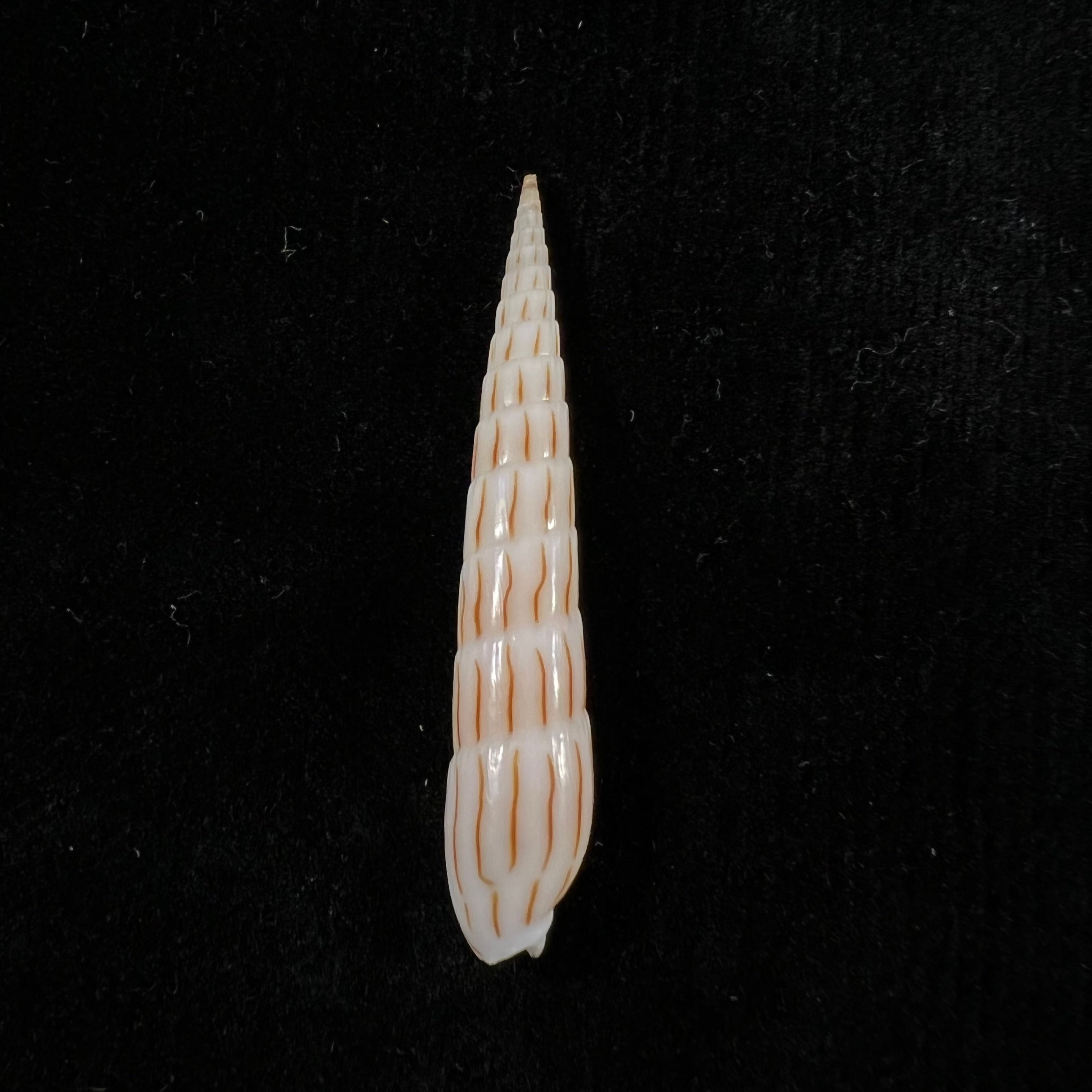 Hastula lanceata (林奈, 1758) - 45,5mm