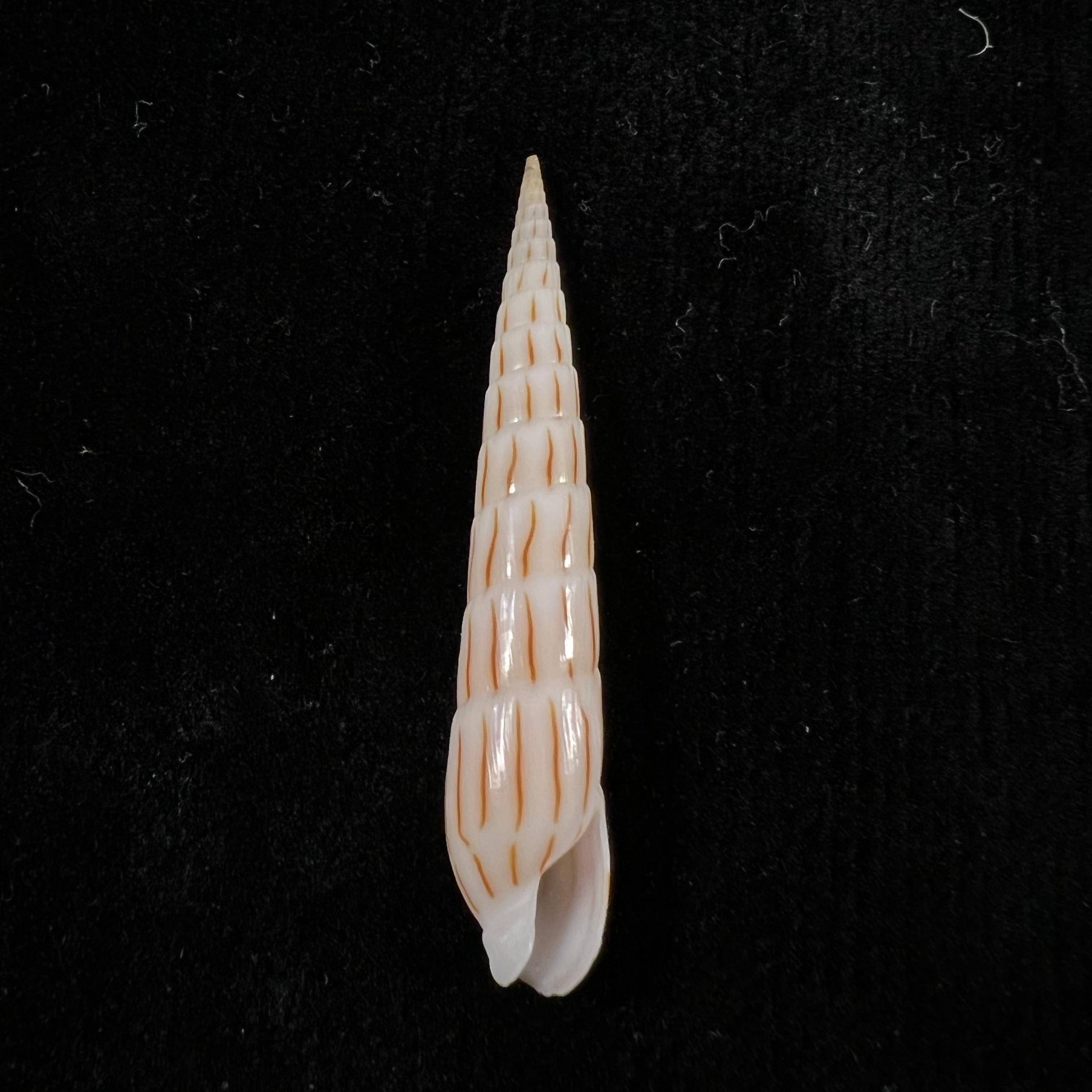Hastula lanceata (林奈, 1758) - 45,5mm