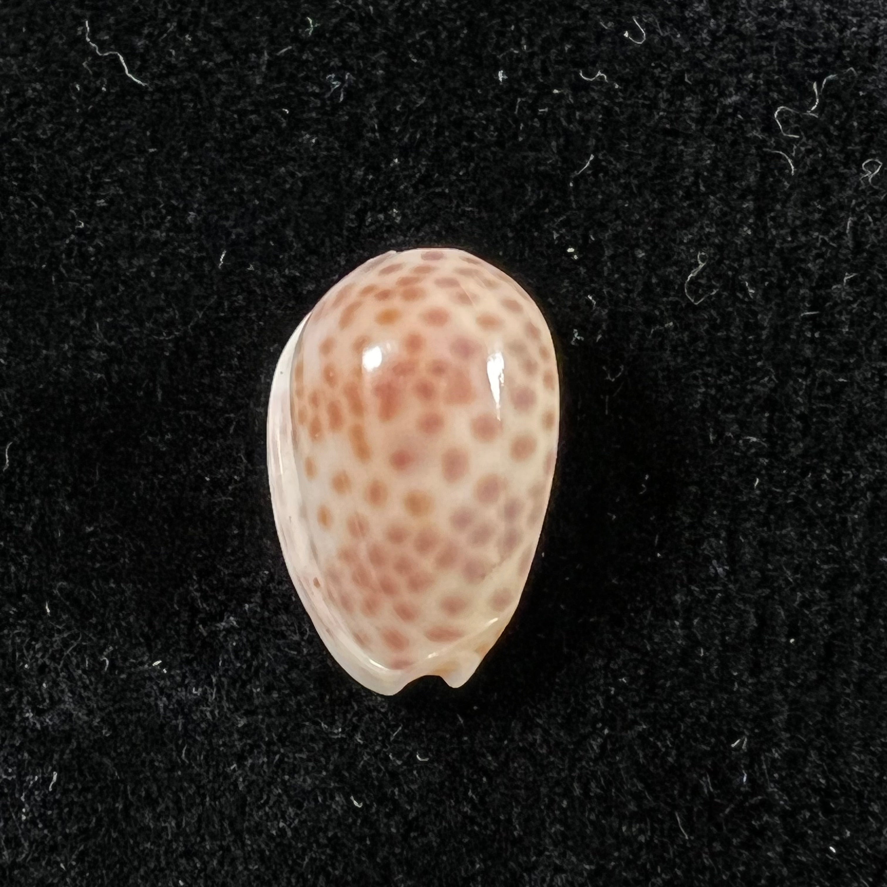 Persicula persicula (林奈, 1758) - 19mm