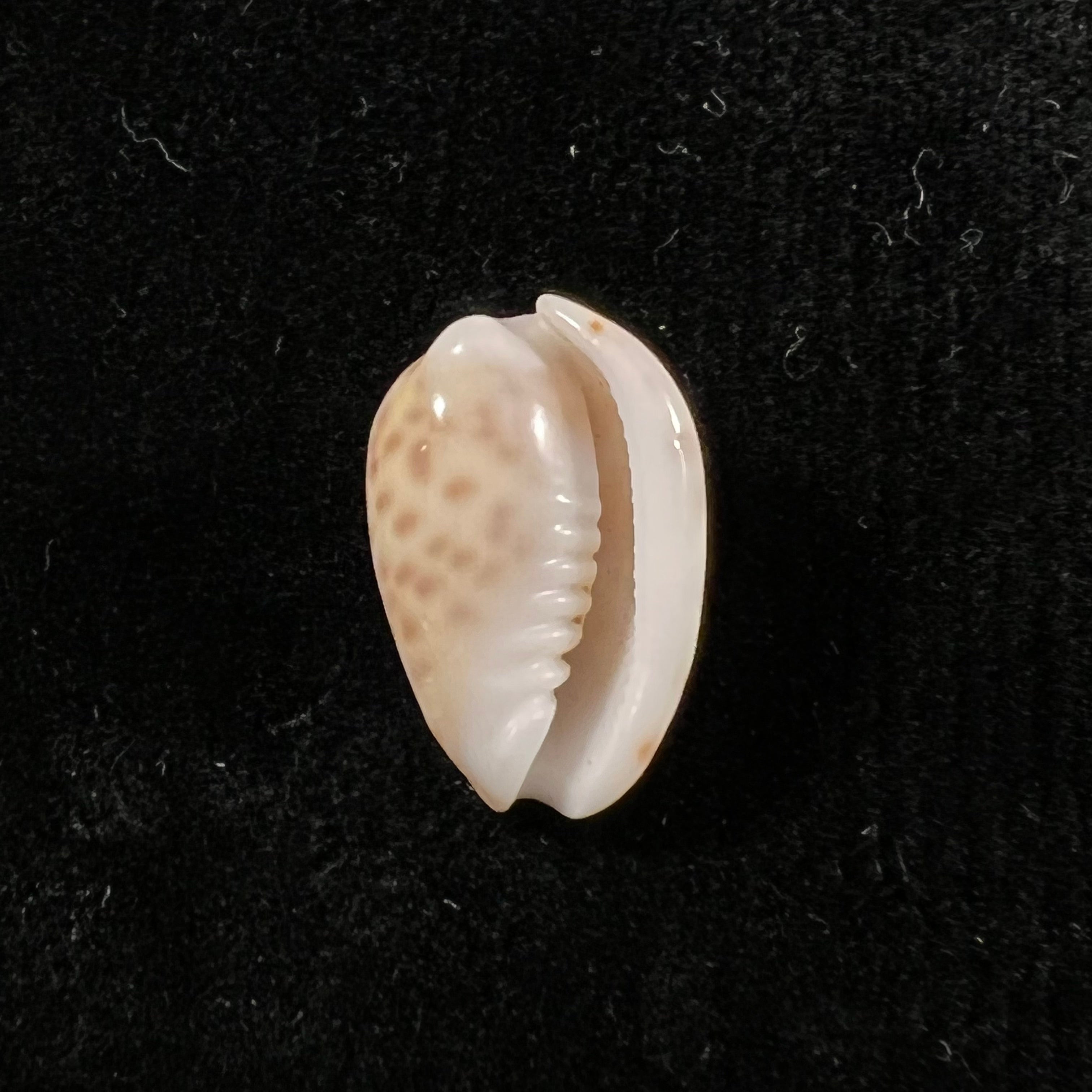 Persicula persicula (林奈, 1758) - 19mm