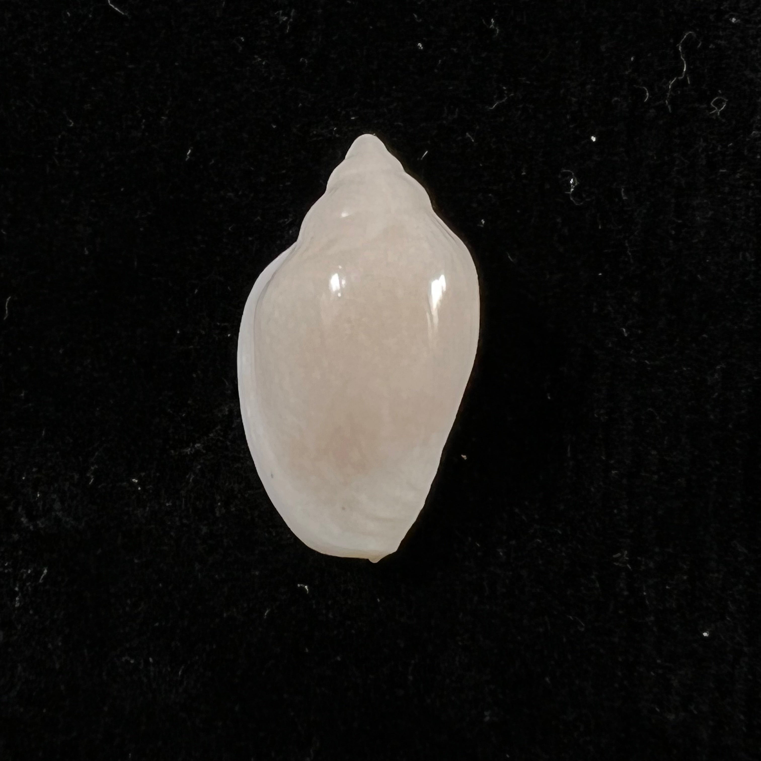 Marginella irrorata Menke,1828 年 - 21 毫米