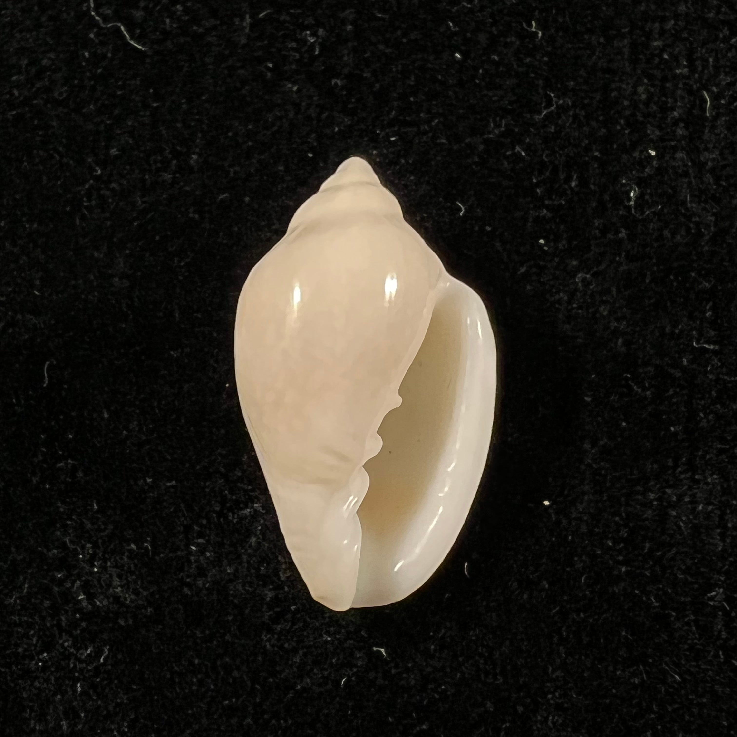 Marginella irrorata Menke,1828 年 - 21 毫米