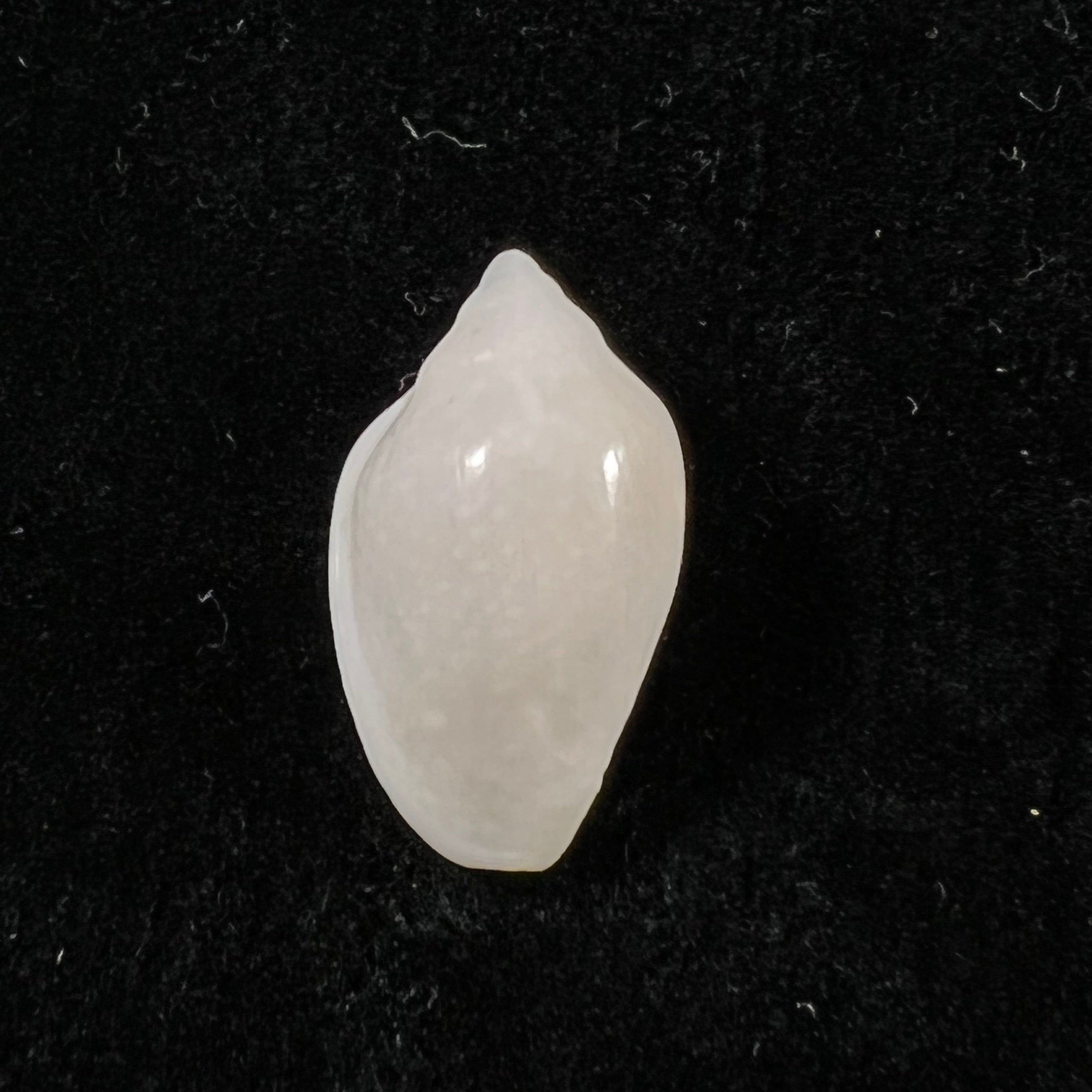 Marginella irrorata Menke, 1828 - 20,7mm