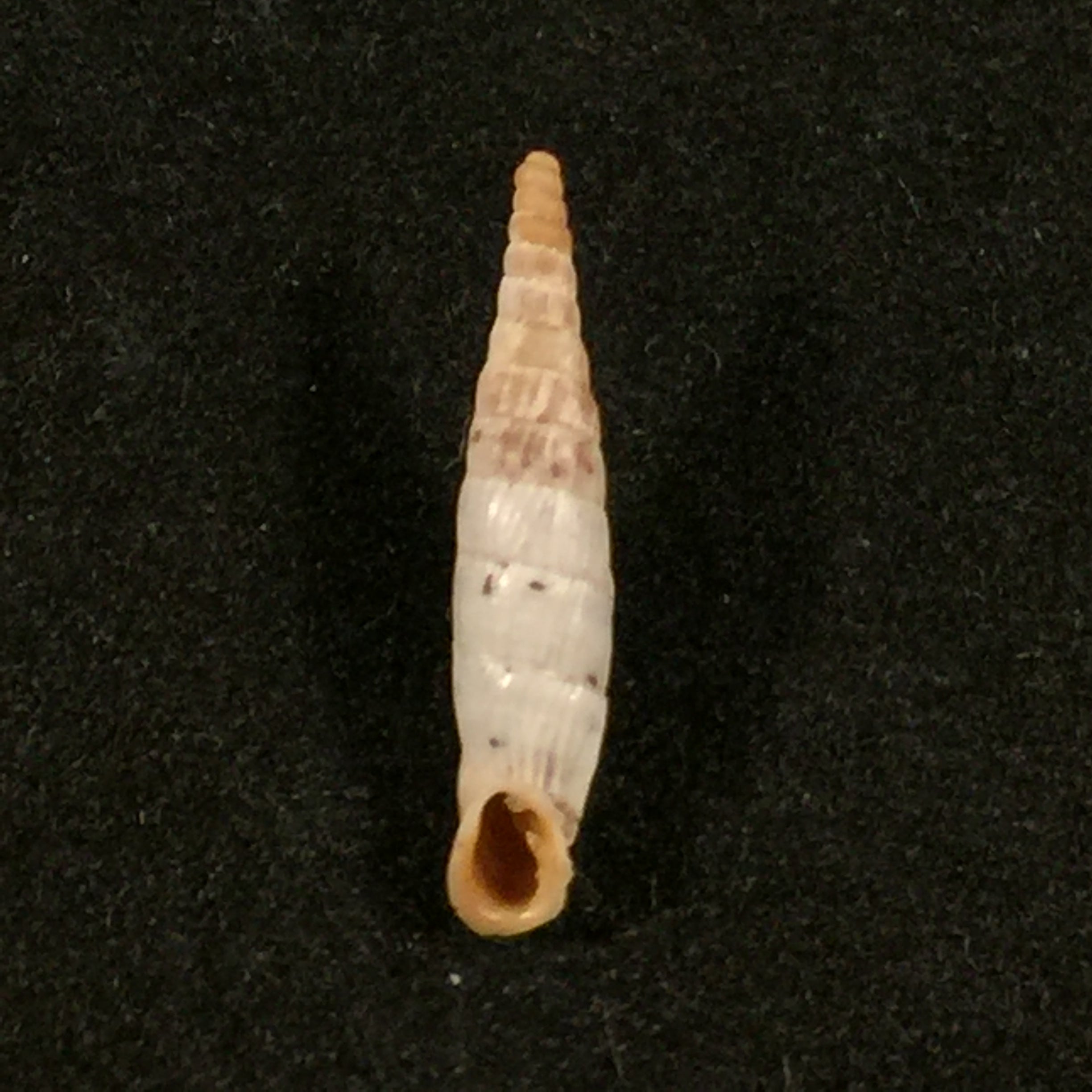 Albinaria olivieri (Roth, 1839) - 17,3mm