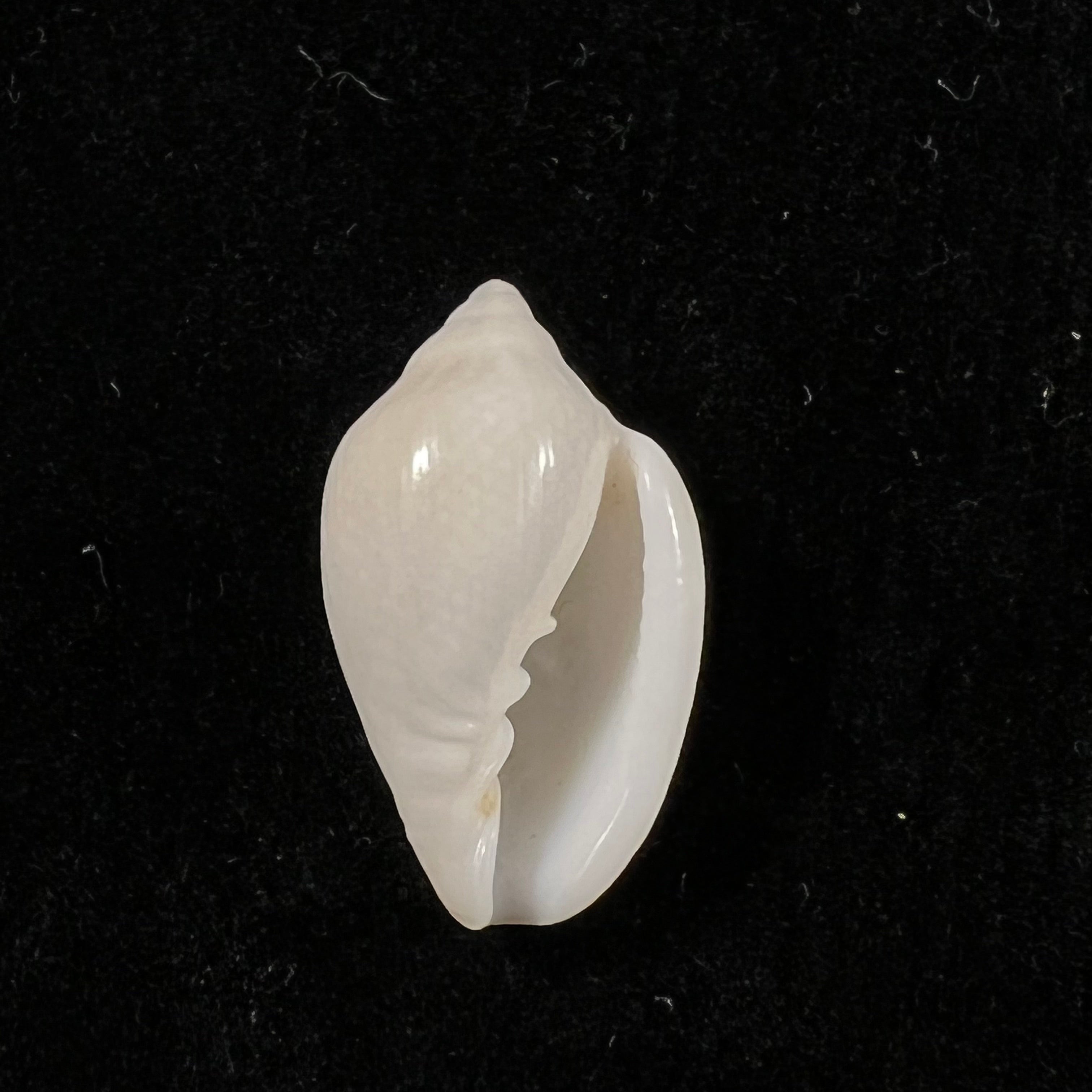 Marginella irrorata Menke, 1828 - 20,7mm