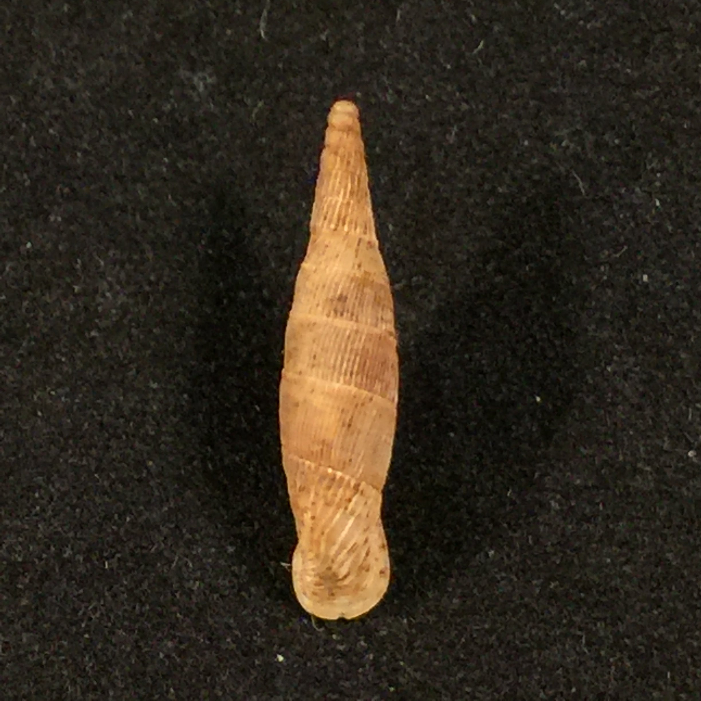 Albinaria klemmi O. Paget, 1971 - 20mm