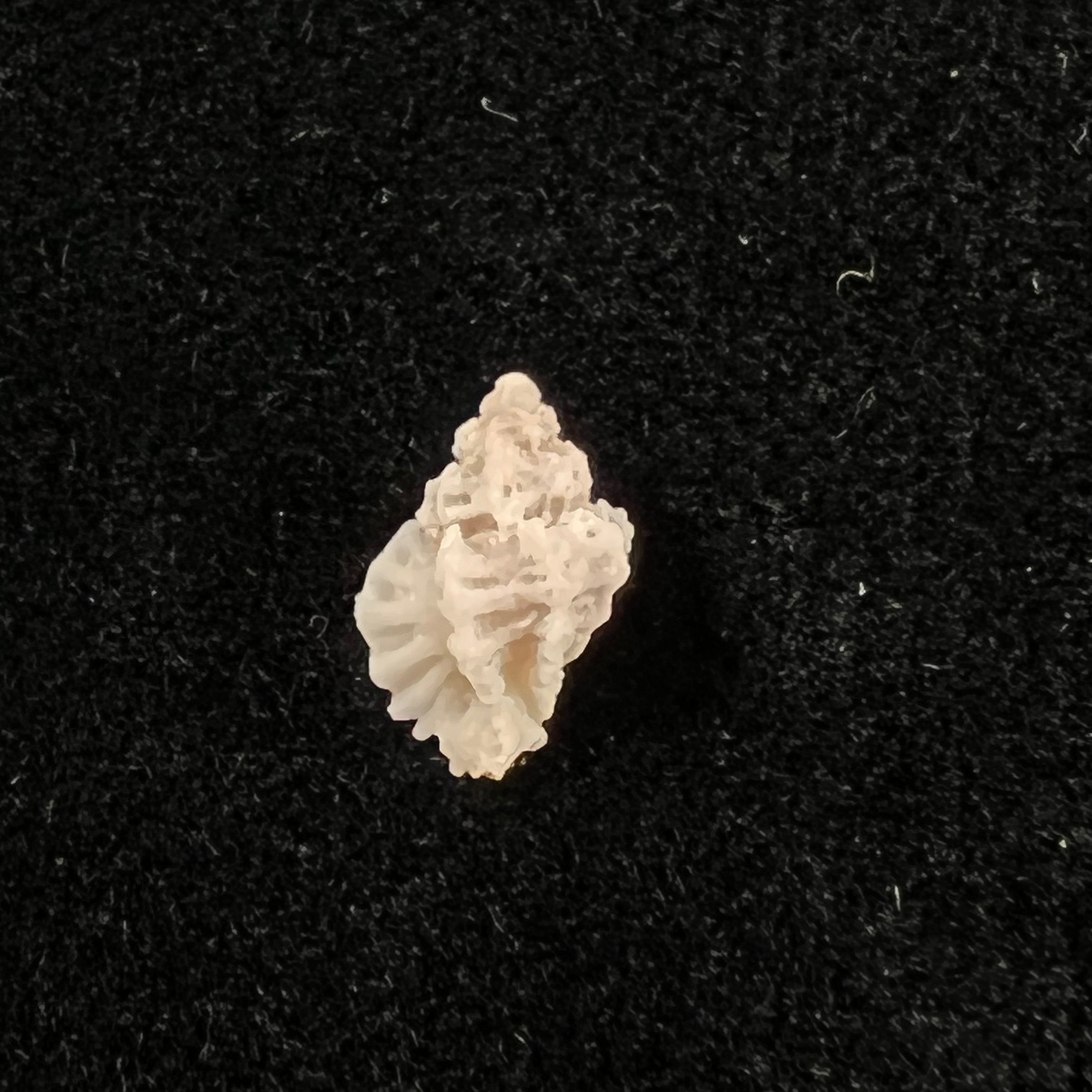 Favartia natalensis (EA Smith, 1906) - 10,9mm