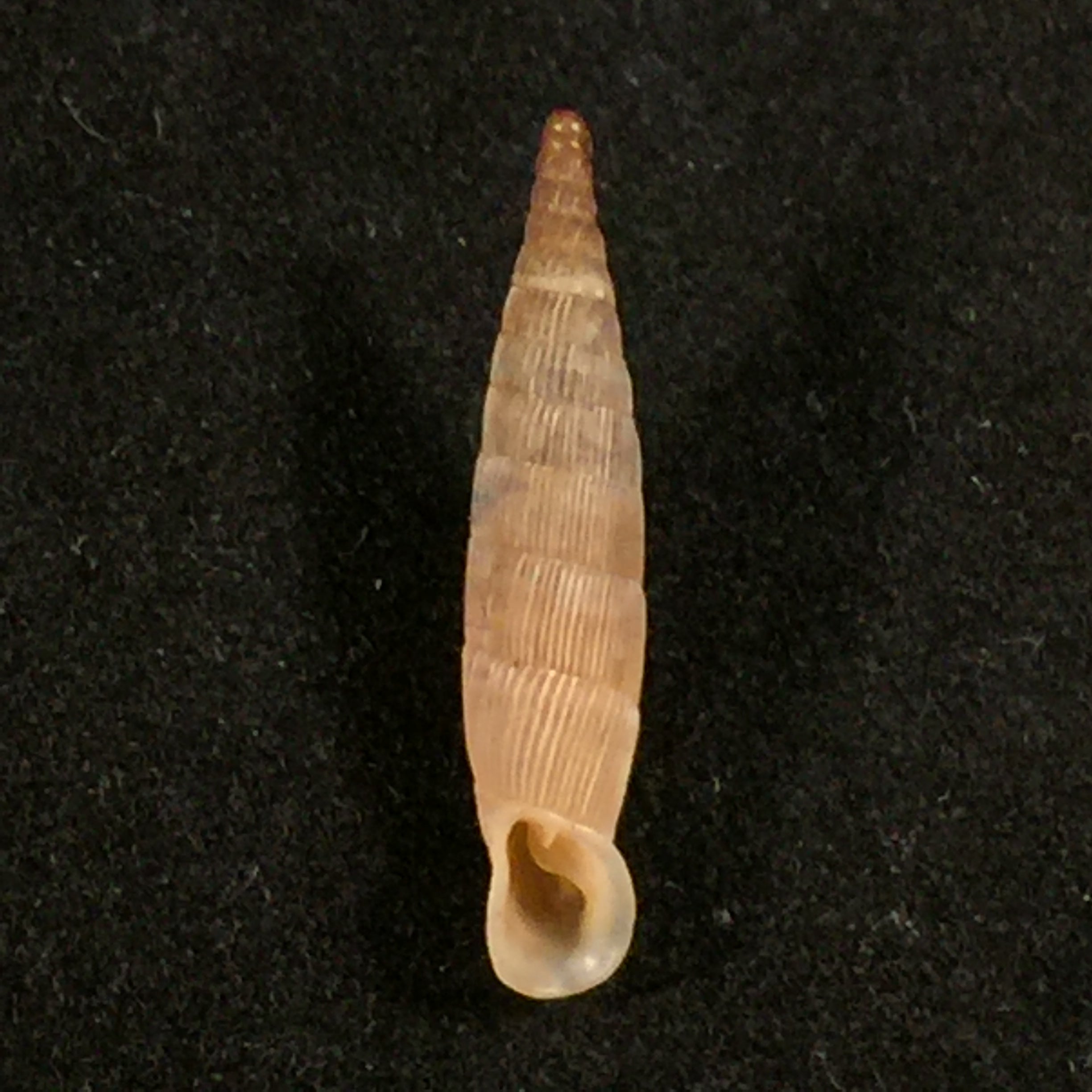 Albinaria hippolyti aphrodite (Boettger, 1883) - 19,9mm