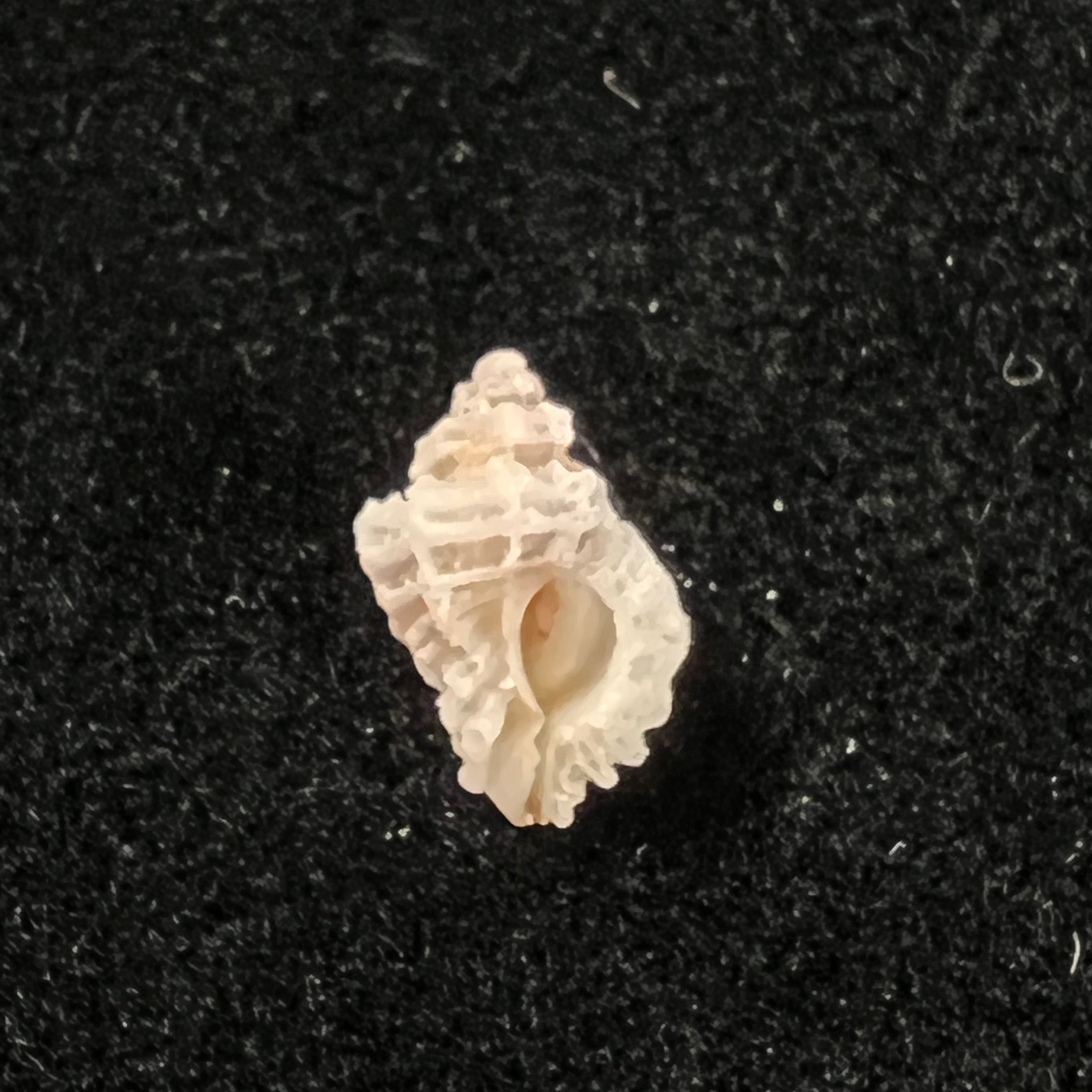 Favartia natalensis (EA Smith, 1906) - 10,9mm