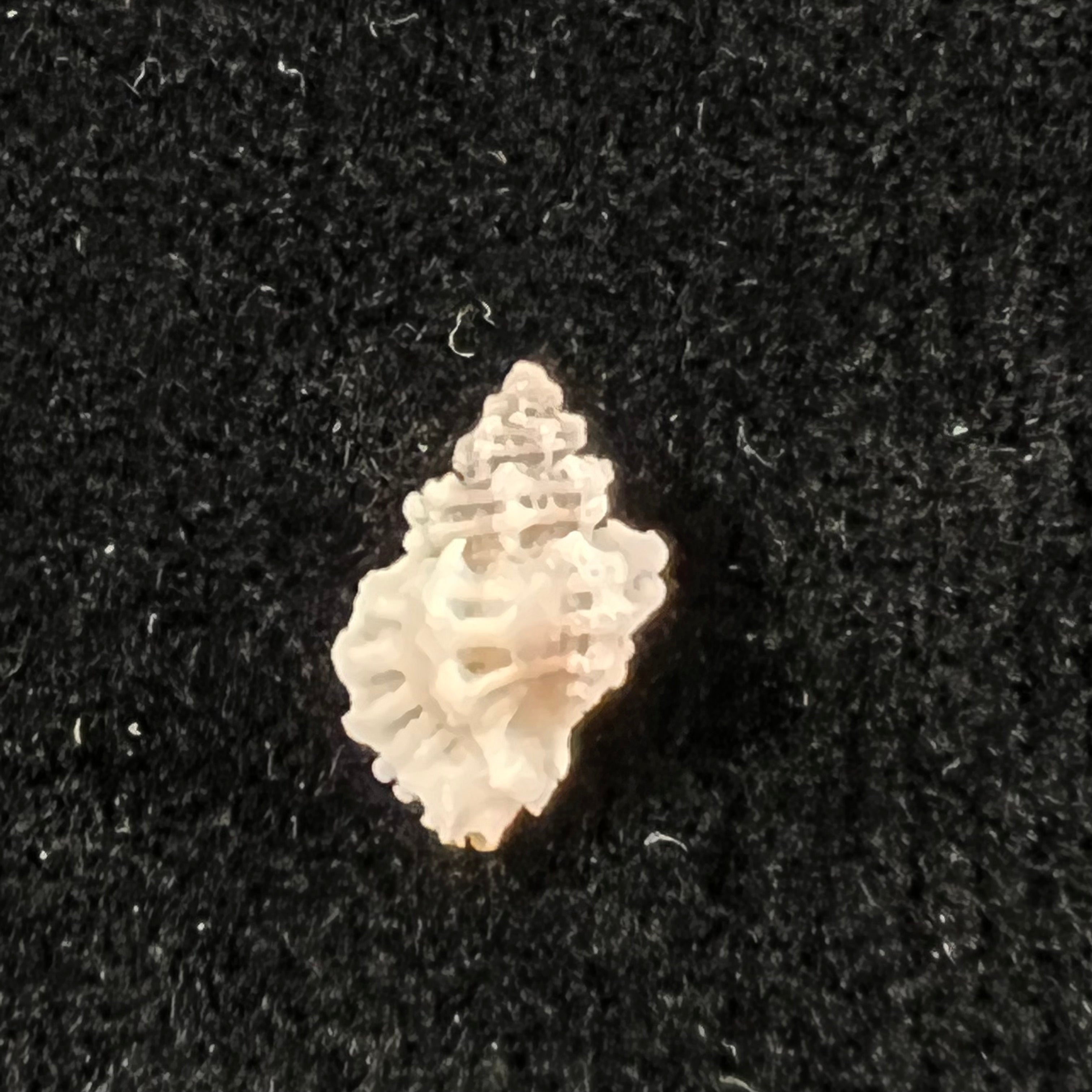 Favartia natalensis (EA Smith, 1906) - 11,7mm