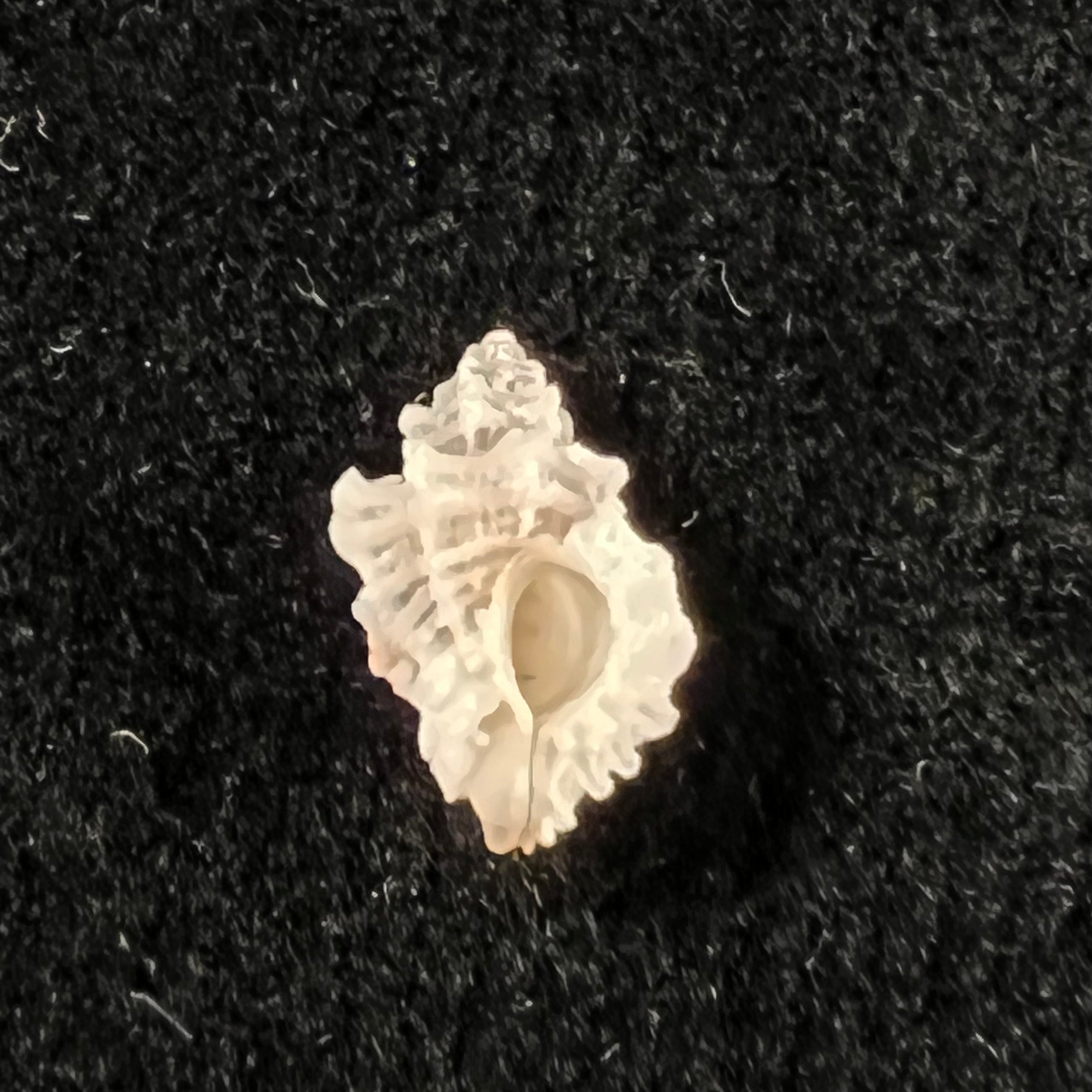 Favartia natalensis (EA Smith, 1906) - 11,7mm