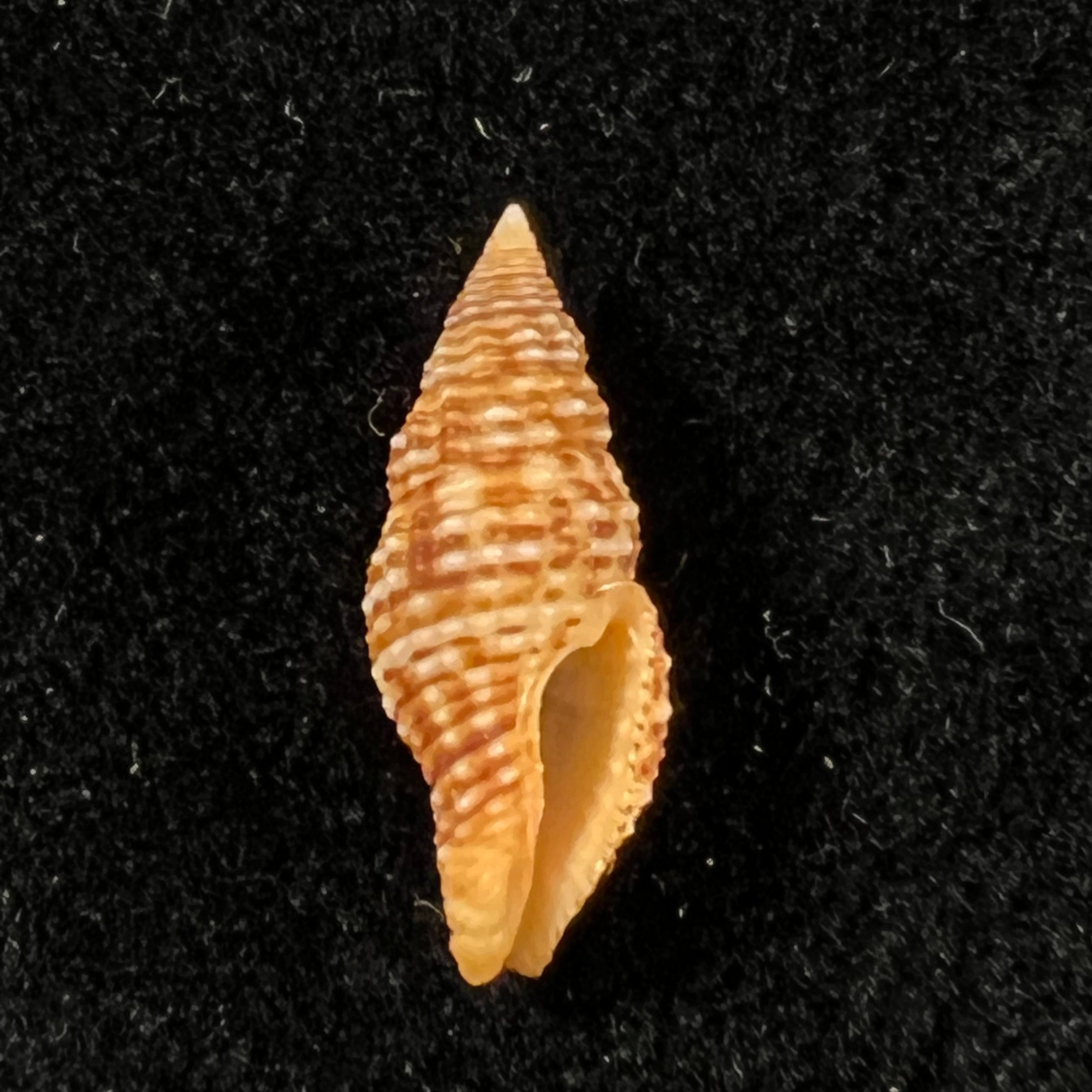 Prodotia crocata (Reeve, 1846) - 21,8mm