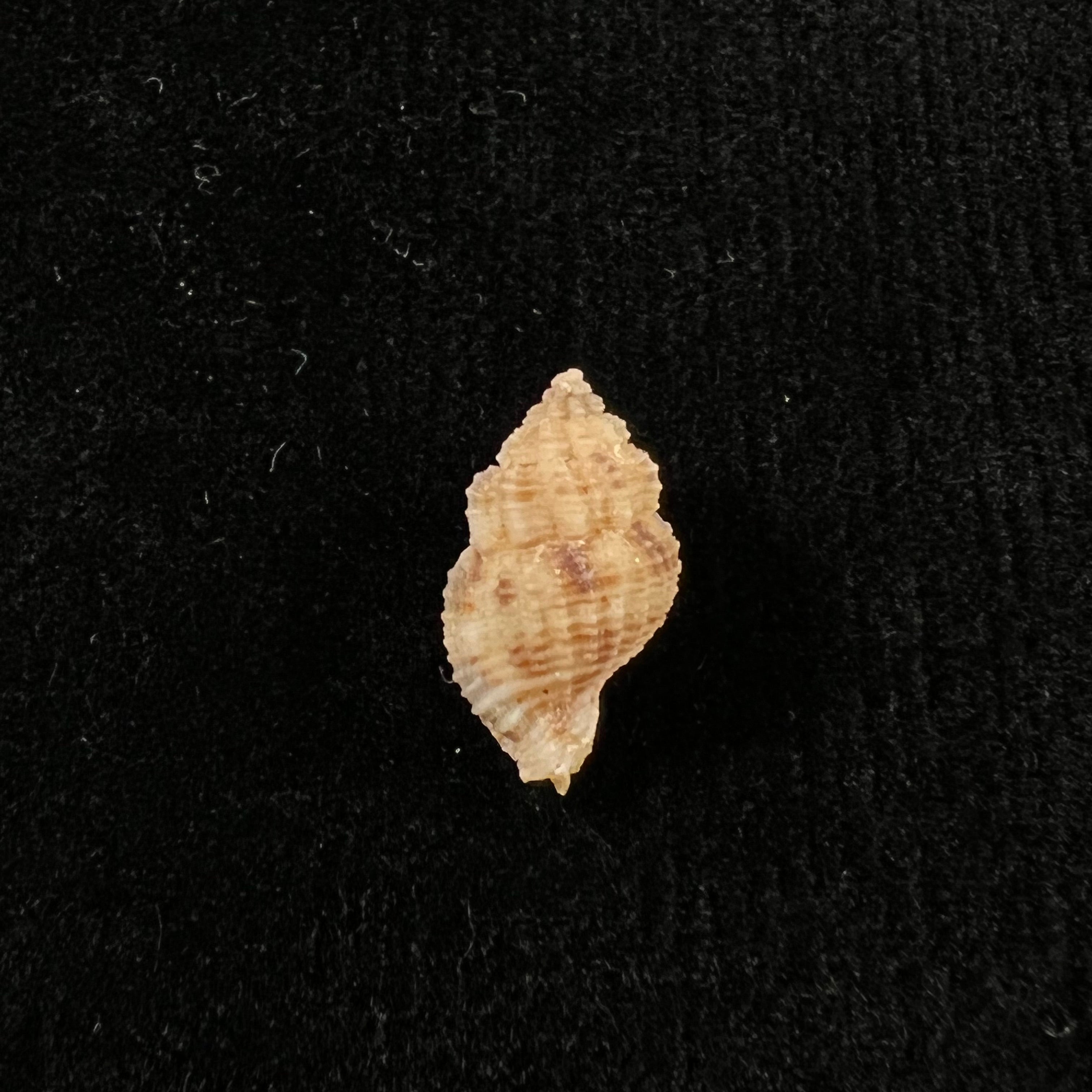 Sinetectula farinosa (古尔德, 1850) - 17,4mm