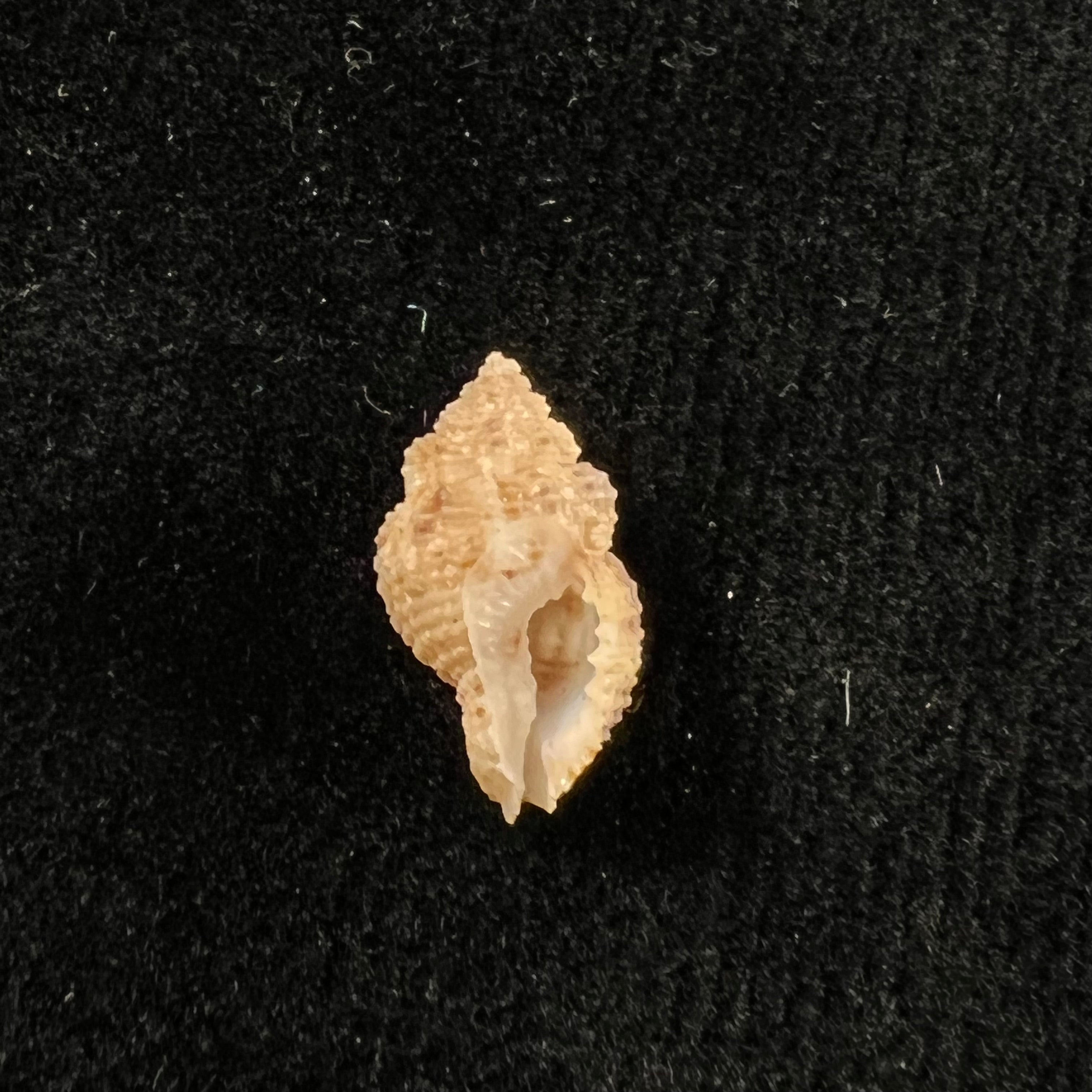 Sinetectula farinosa (古尔德, 1850) - 17,4mm