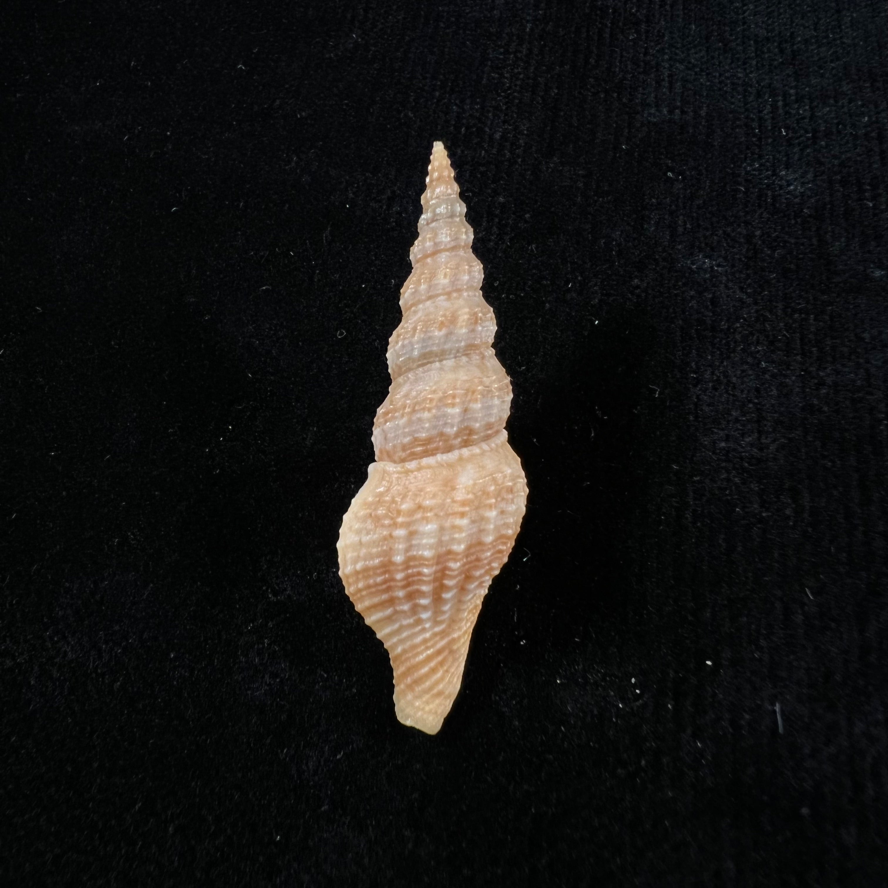 Clathrodrillia flavidula(Lamarck,1822)- 50,3毫米