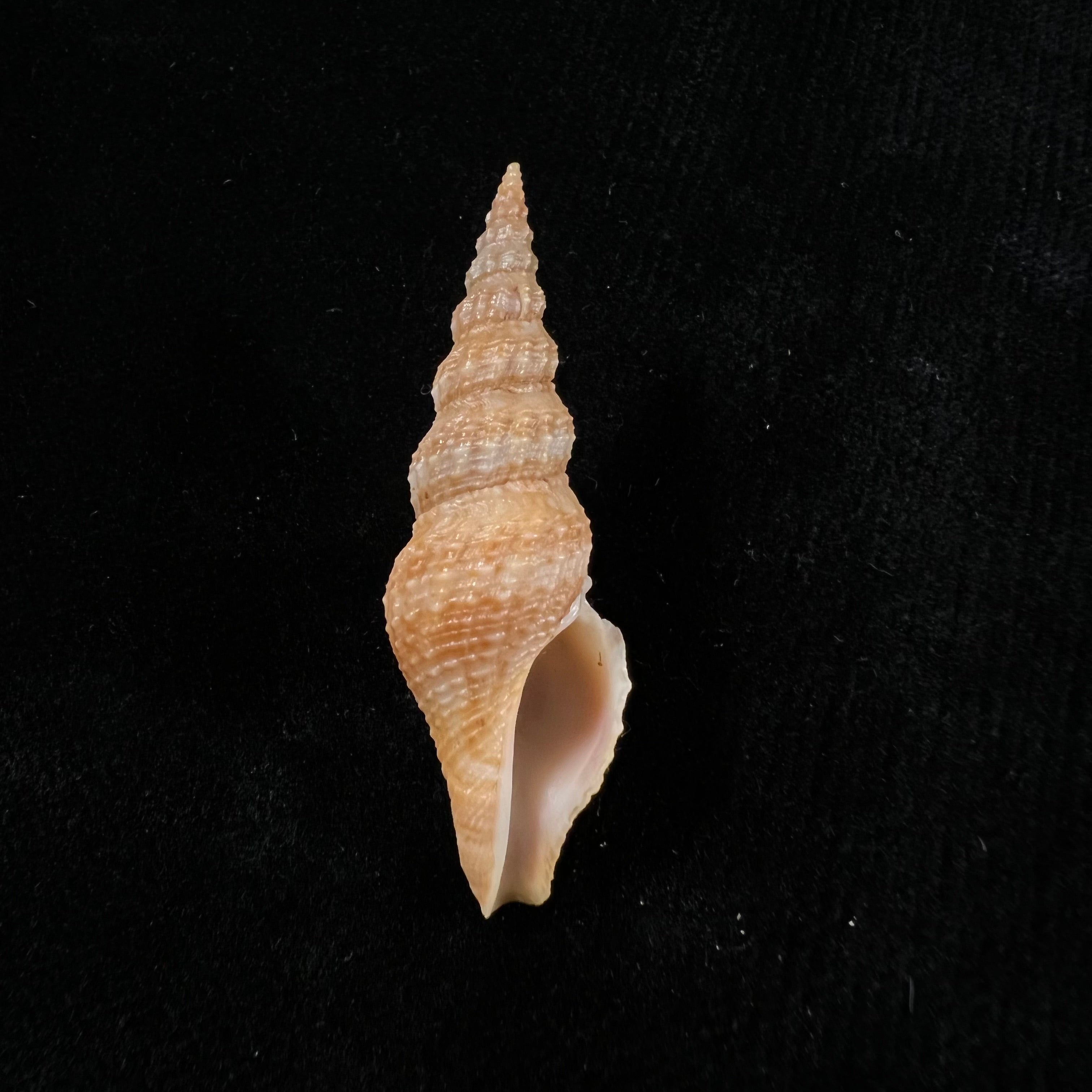 Clathrodrillia flavidula(Lamarck,1822)- 50,3毫米