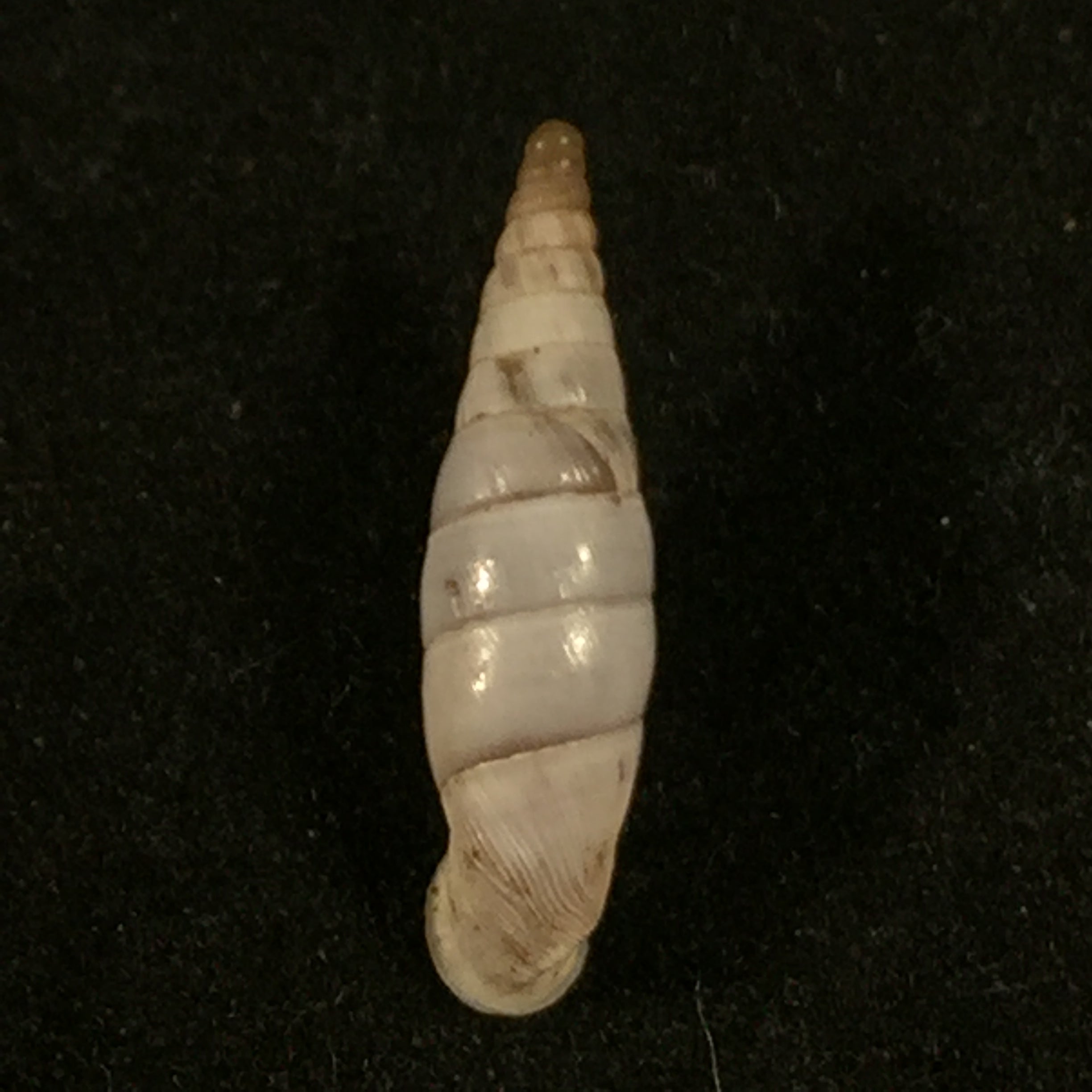 Albinaria Agesilaos (EC von Martens, 1873) - 17 毫米