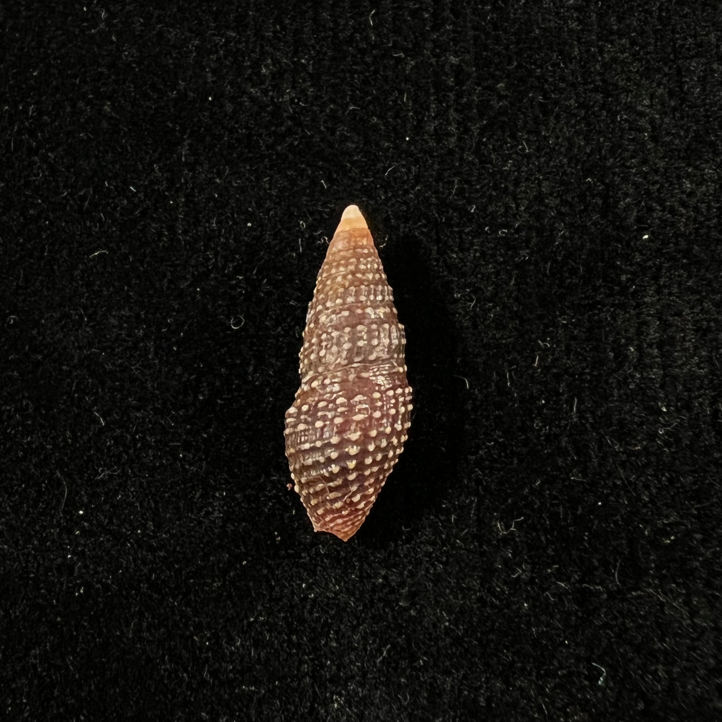Crassispira cerithina (安东, 1838) - 21,5mm