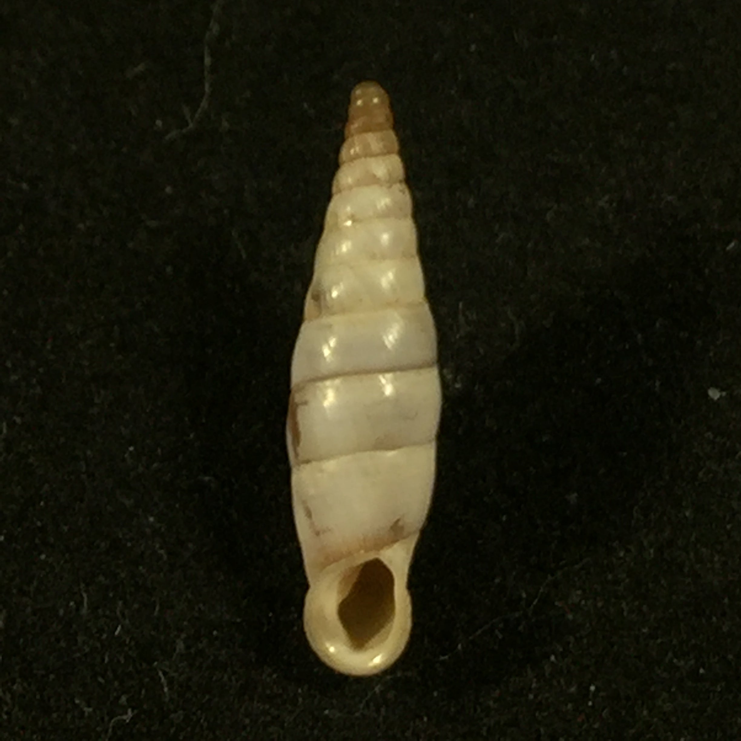 Albinaria Agesilaos (EC von Martens, 1873) - 17 毫米