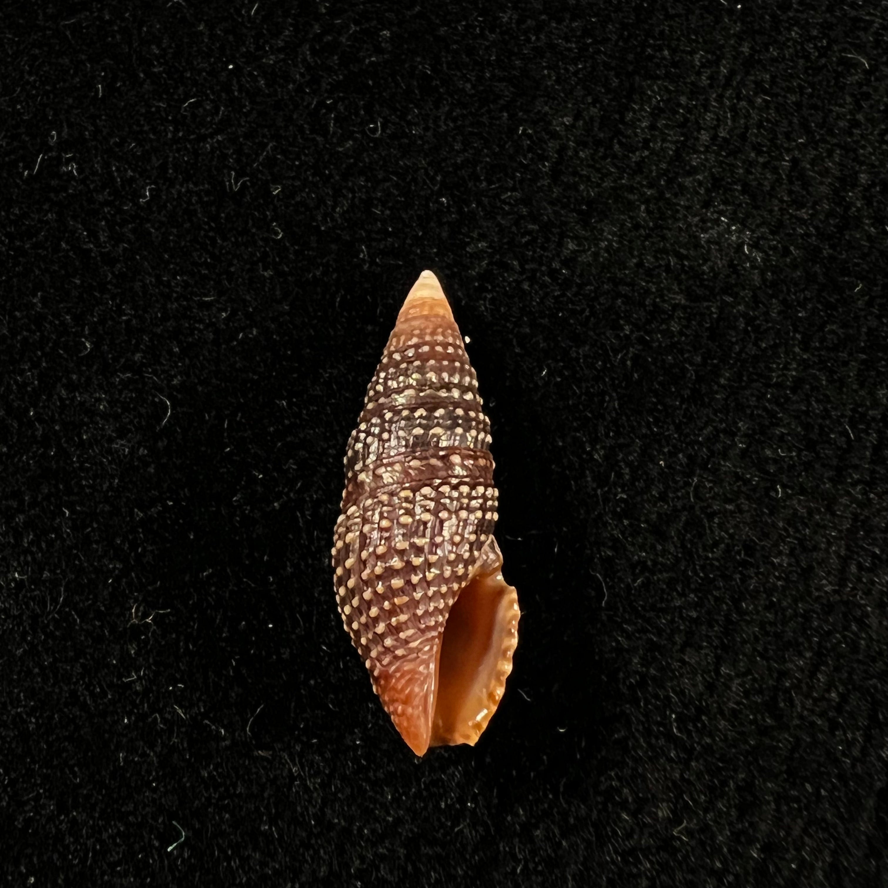 Crassispira cerithina (安东, 1838) - 21,5mm