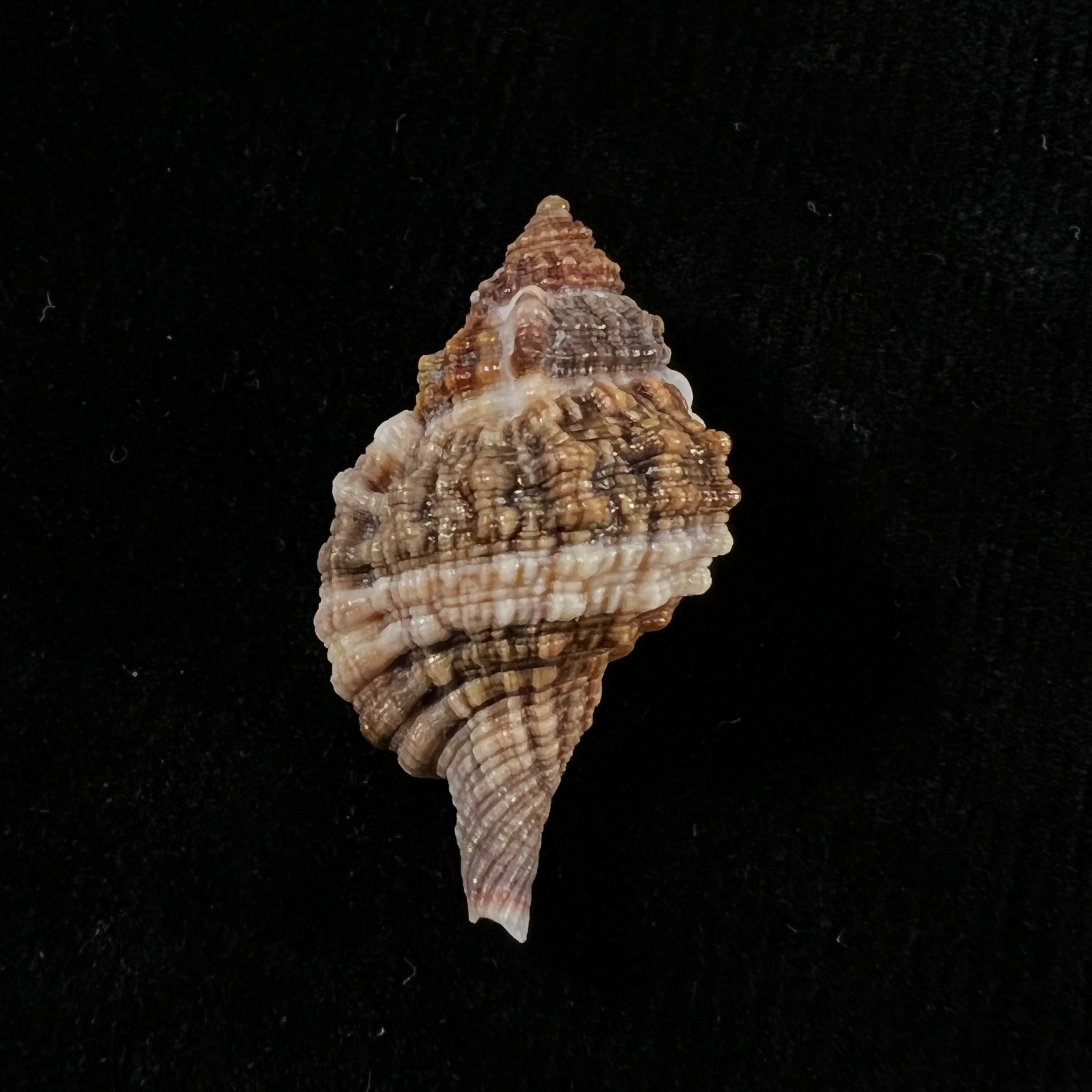 Gutturniun muricinum (Röding, 1798) - 36,7mm
