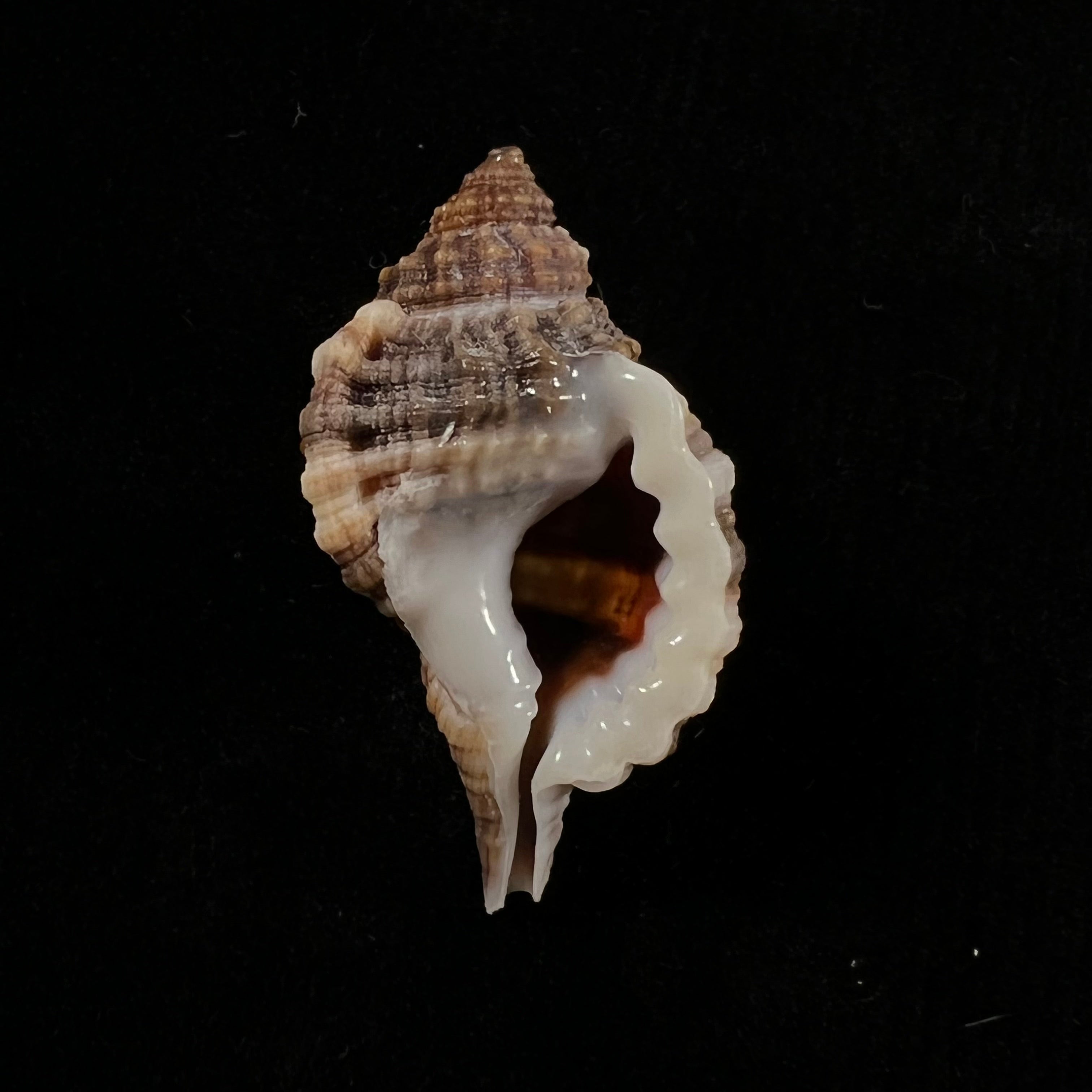Gutturniun muricinum (Röding, 1798) - 36,7mm