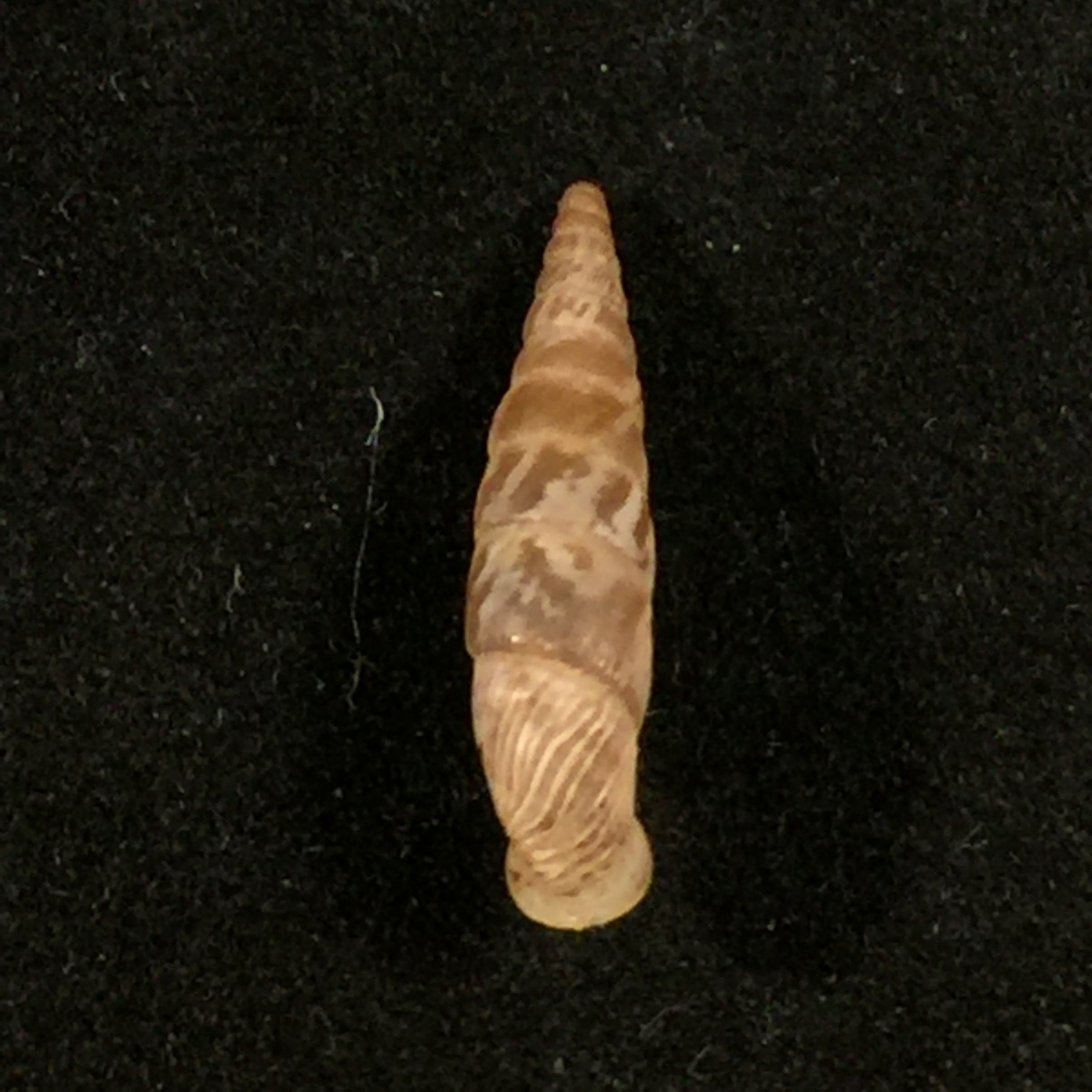 Albinaria arcadica (L. Pfeiffer, 1868) - 18 毫米