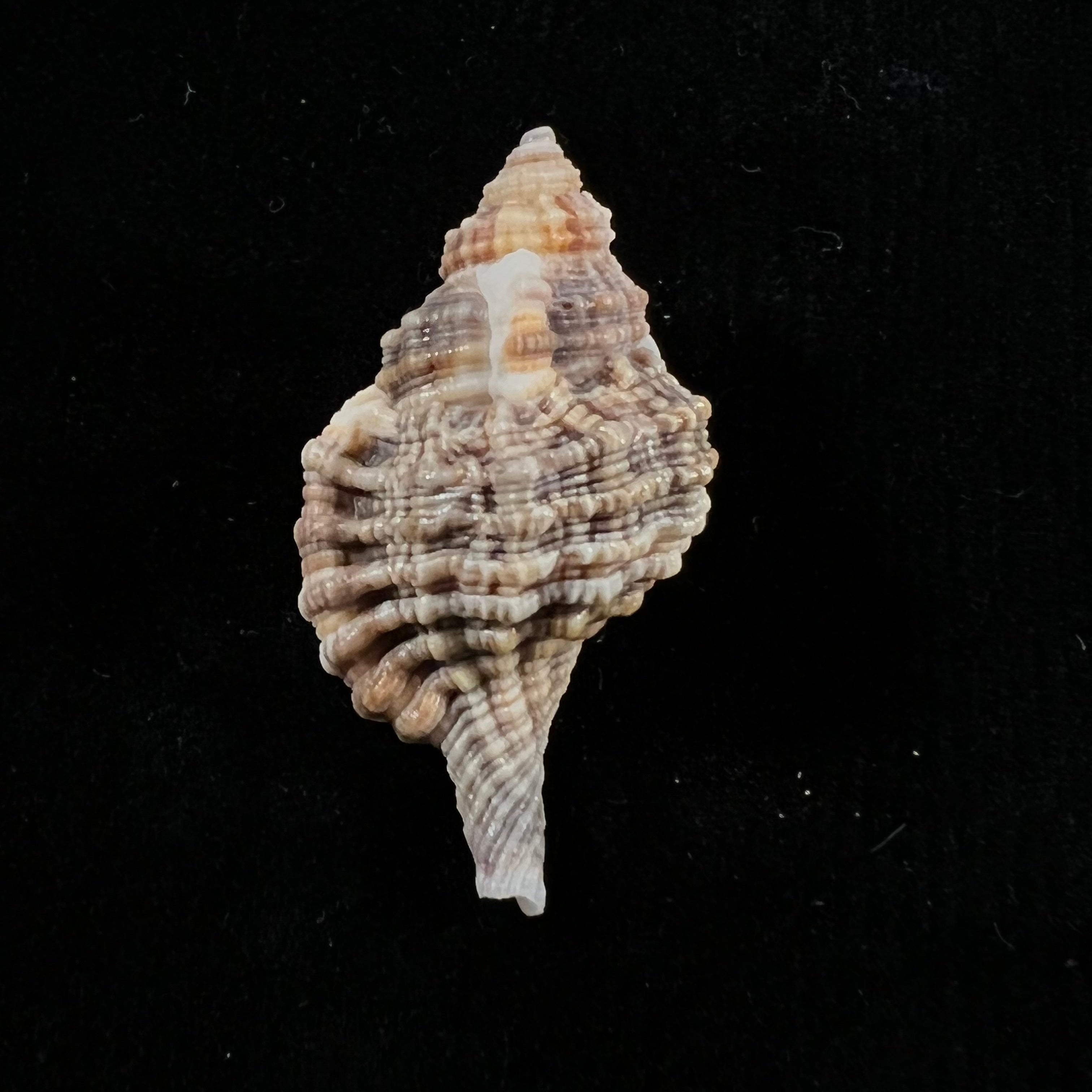 Gutturniun muricinum (Röding, 1798) - 38,8mm