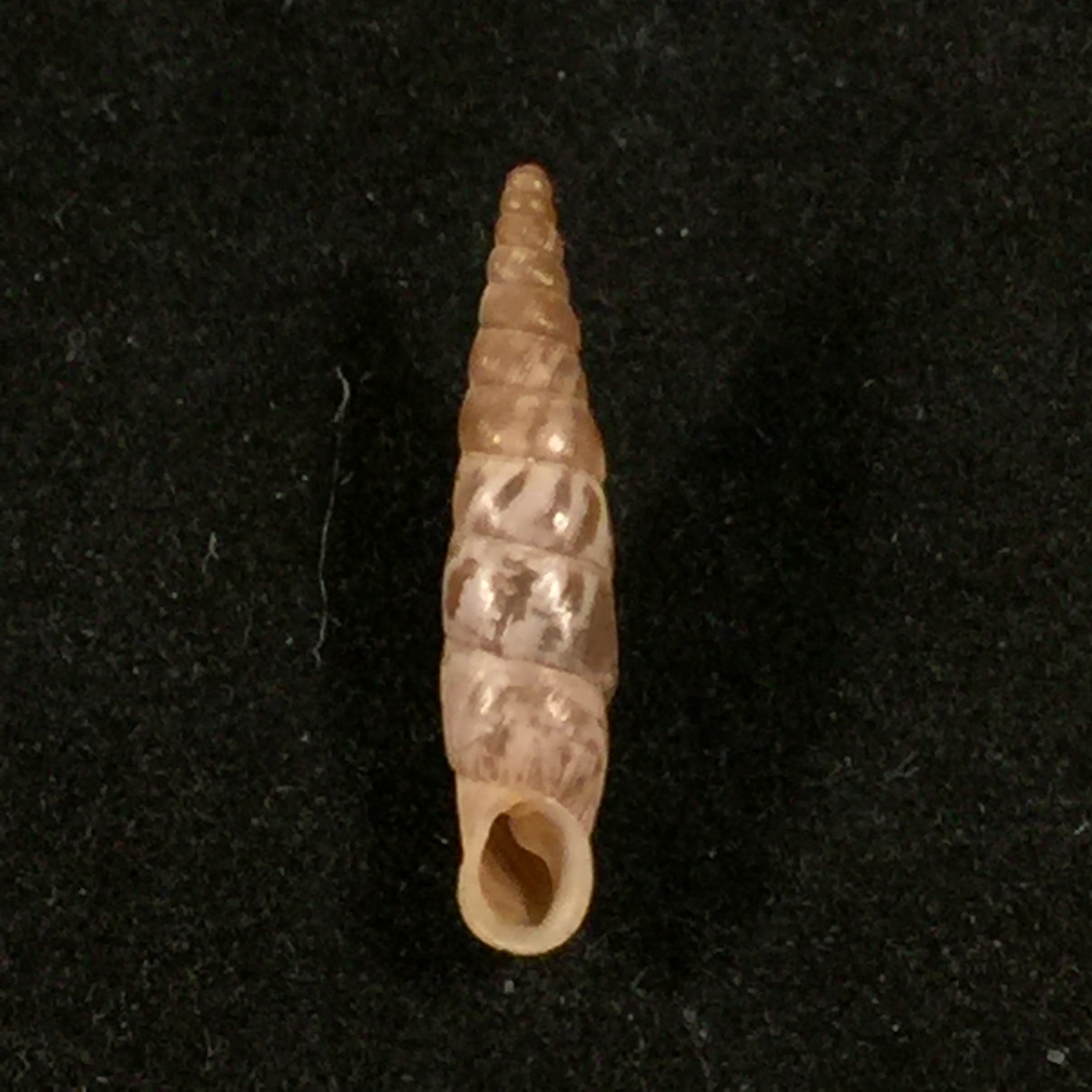 Albinaria arcadica (L. Pfeiffer, 1868) - 18 毫米